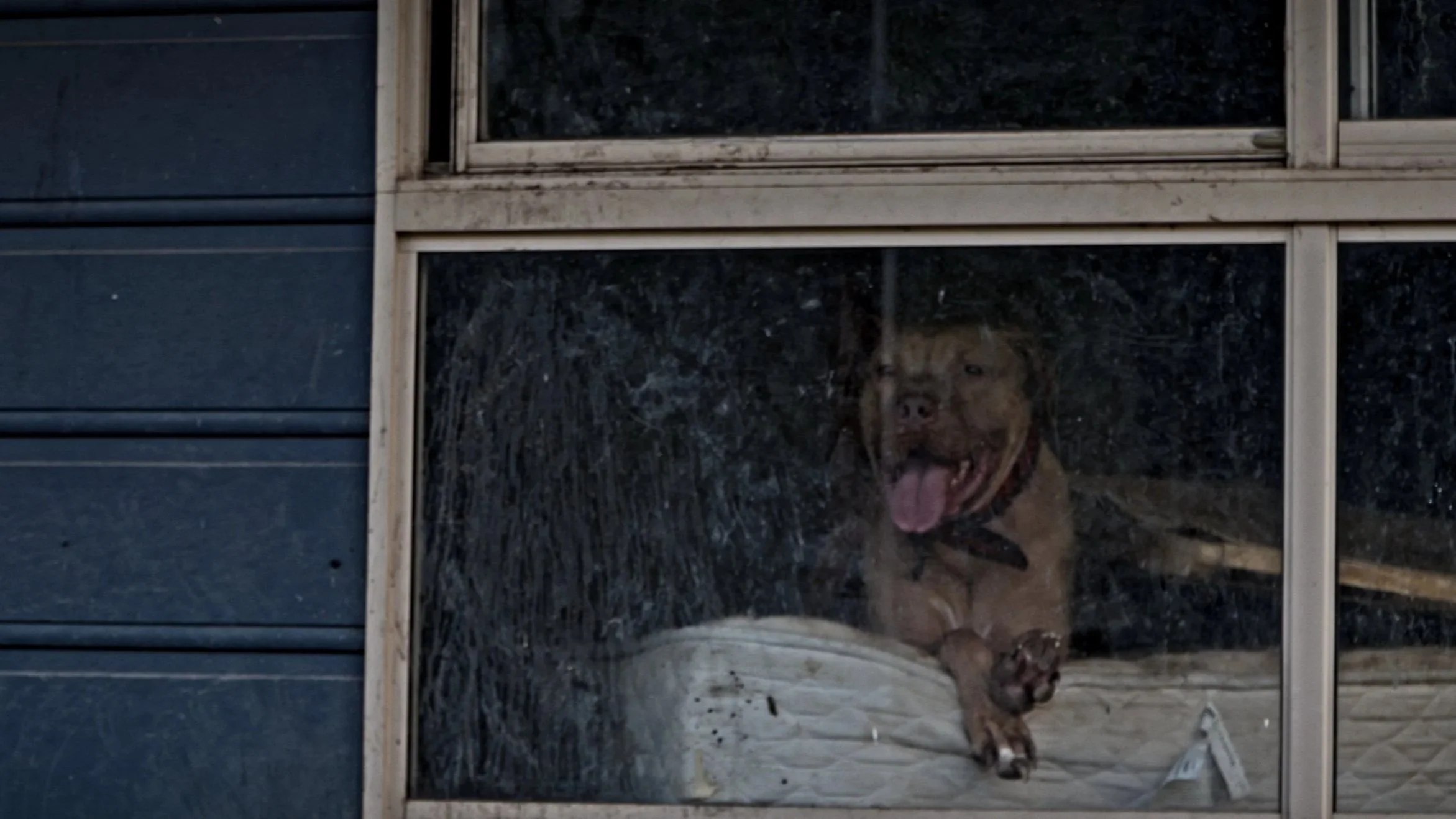 A dog behind a glass window, visible with its tongue hanging out.