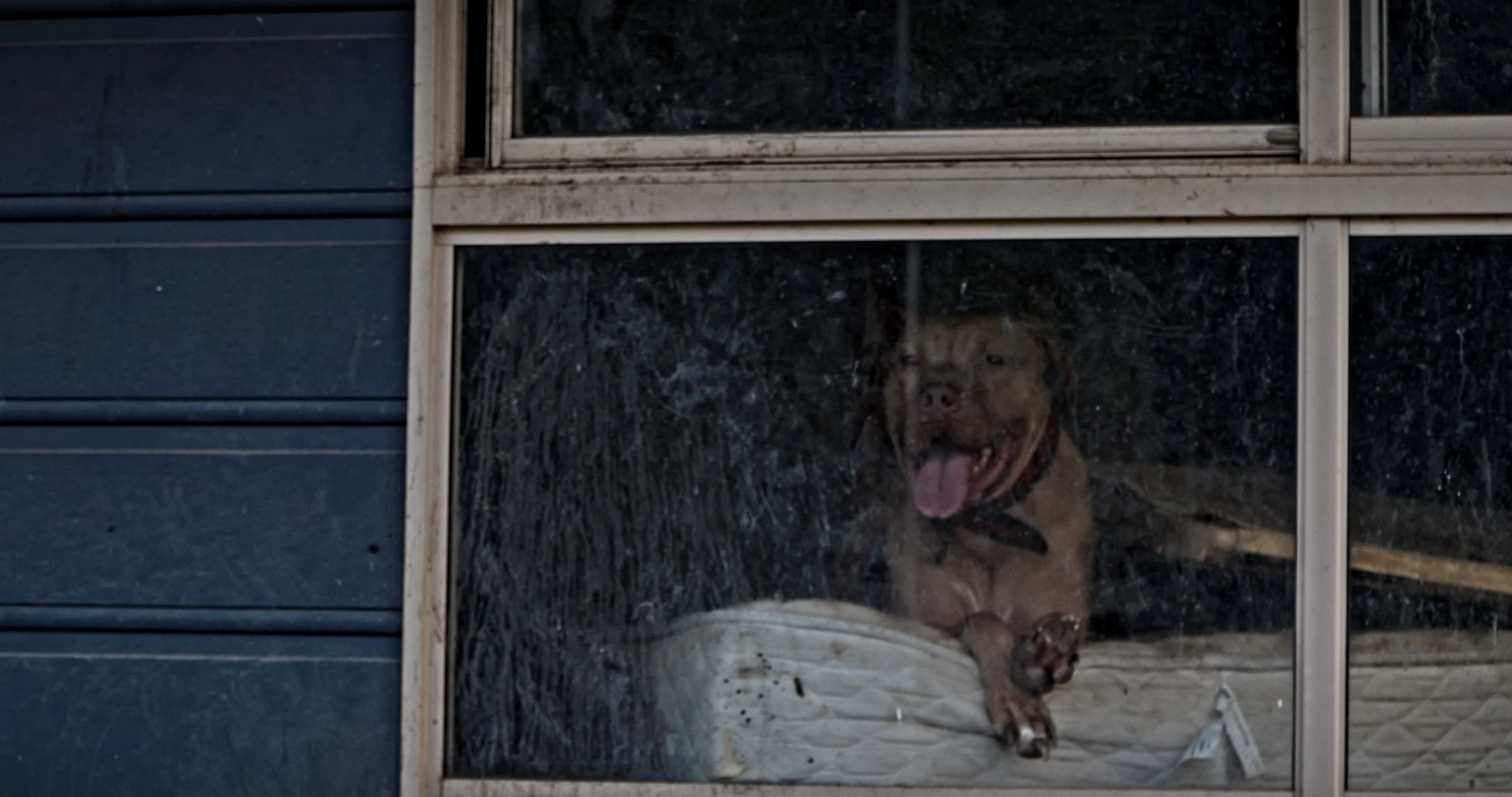 Dog with a yellow coat behind a glass window, standing on a wooden platform and looking outside.