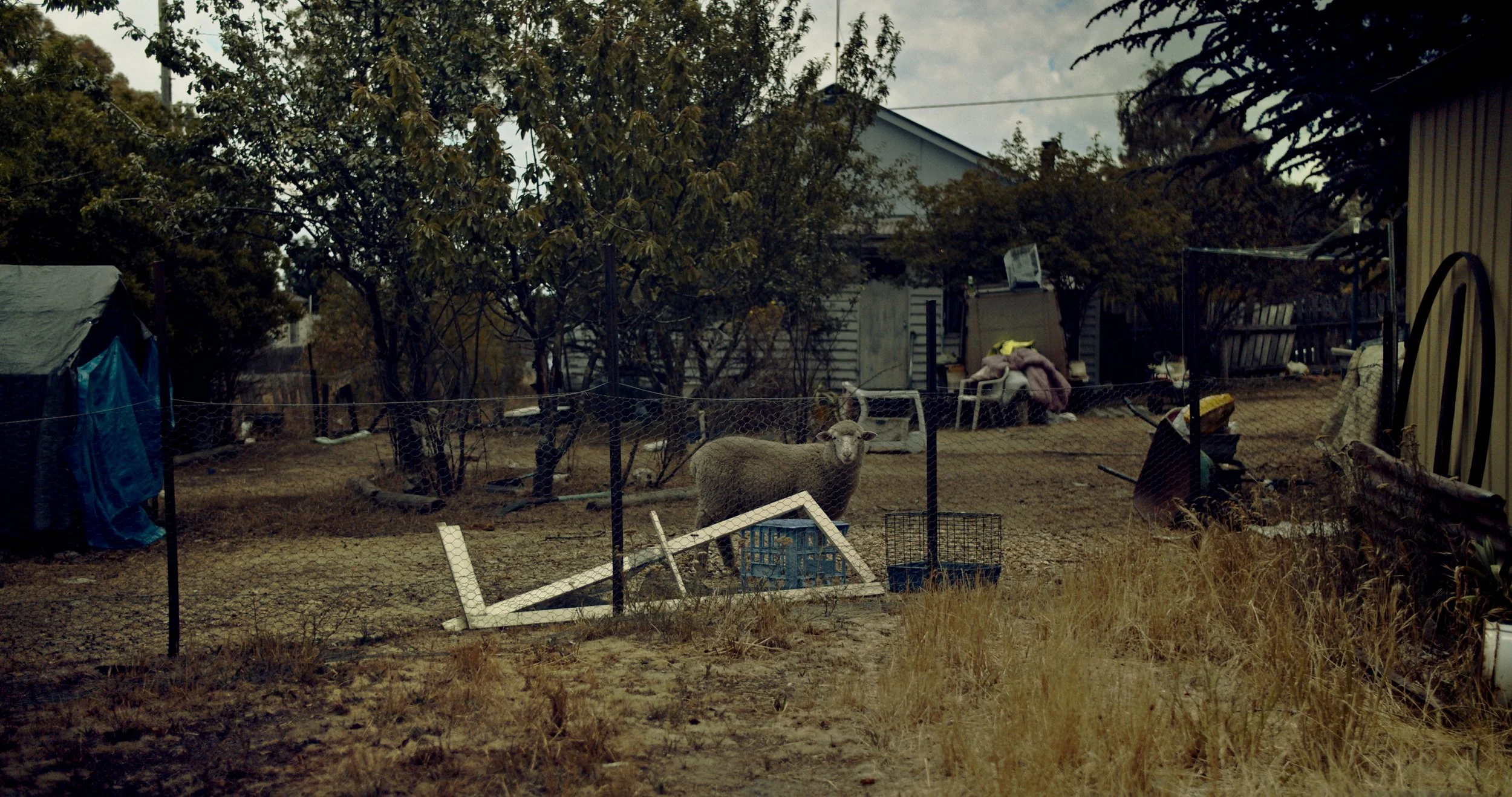 A backyard with a sheep standing behind a chain-link fence, surrounded by trees and various discarded items, including a broken picture frame on the ground, scattered furniture, and debris.