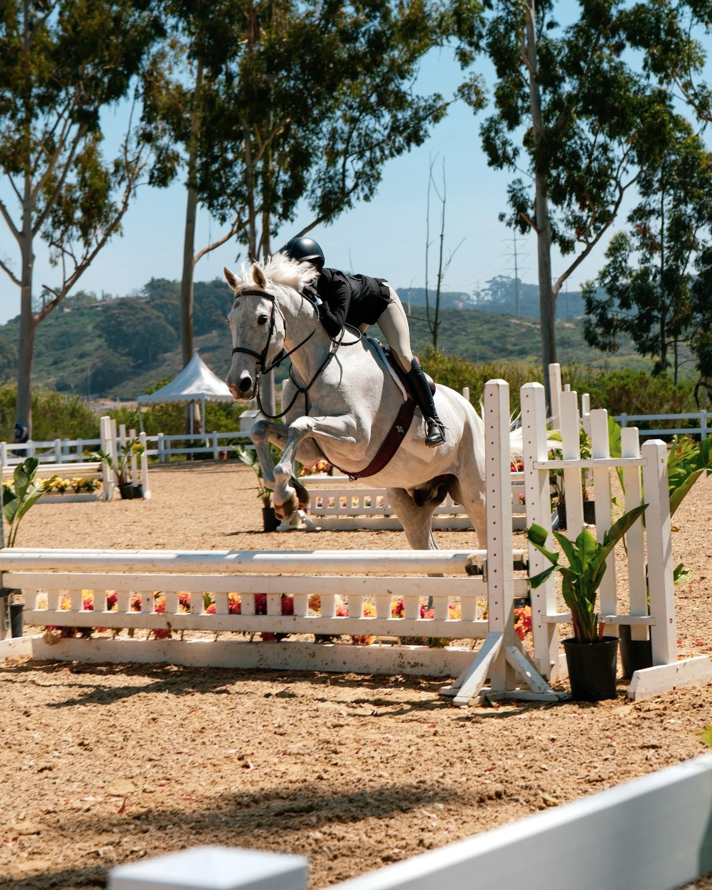 Some shots from the county show of Paige Middletone and Cromatic 2

#photography #horse #horsephotography #delmar #equine #equinephotography #horsesofinstagram #photographer #photos #delmarhorsepark