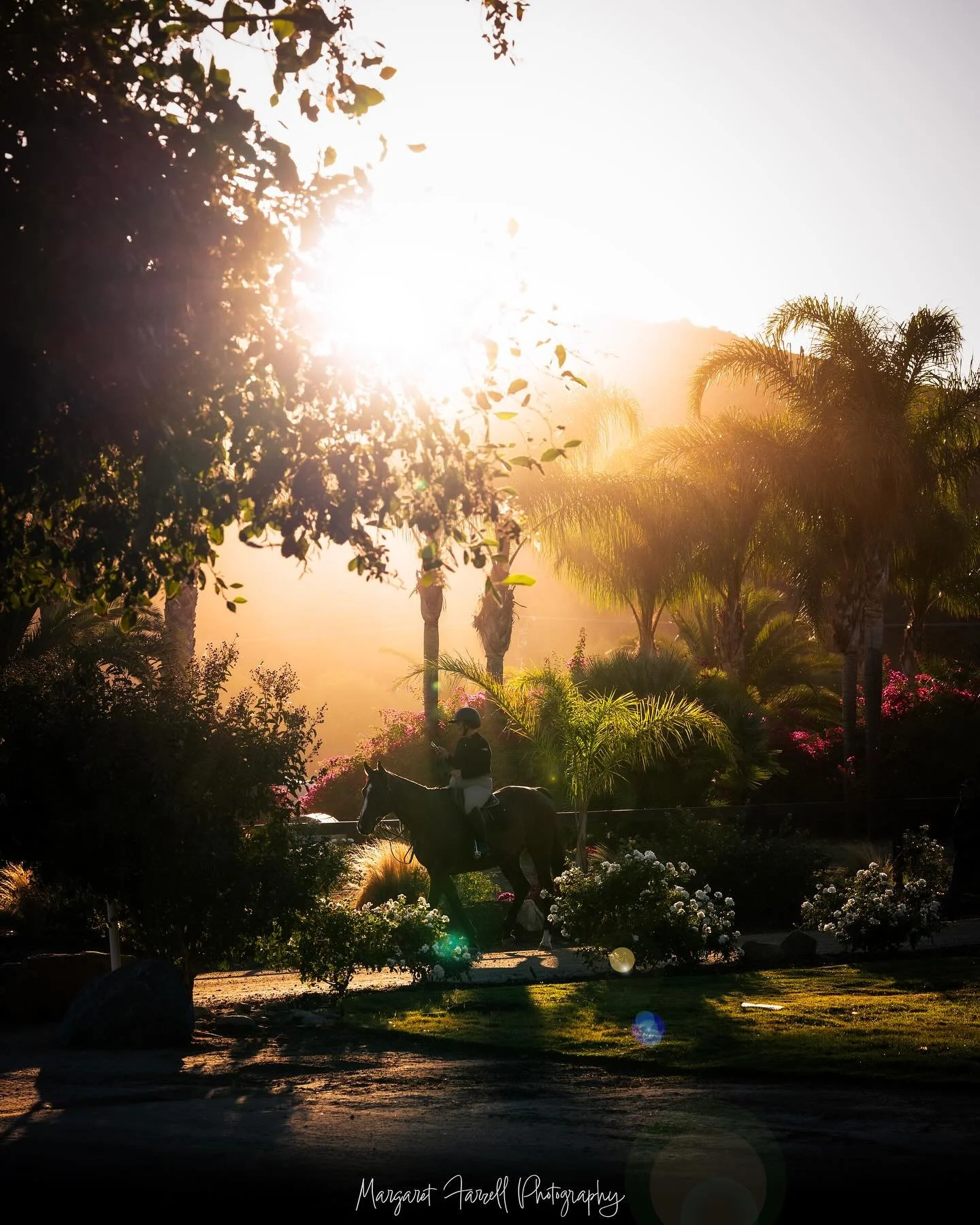 Good Morning Galway! I'm excited for a full week of showing up here in Temecula, gonna be a hot one! I still have availability for Week 3, DM me to reserve your spot &hearts;︎

#photography #horse #horsephotography #delmar #equine #equinephotography 