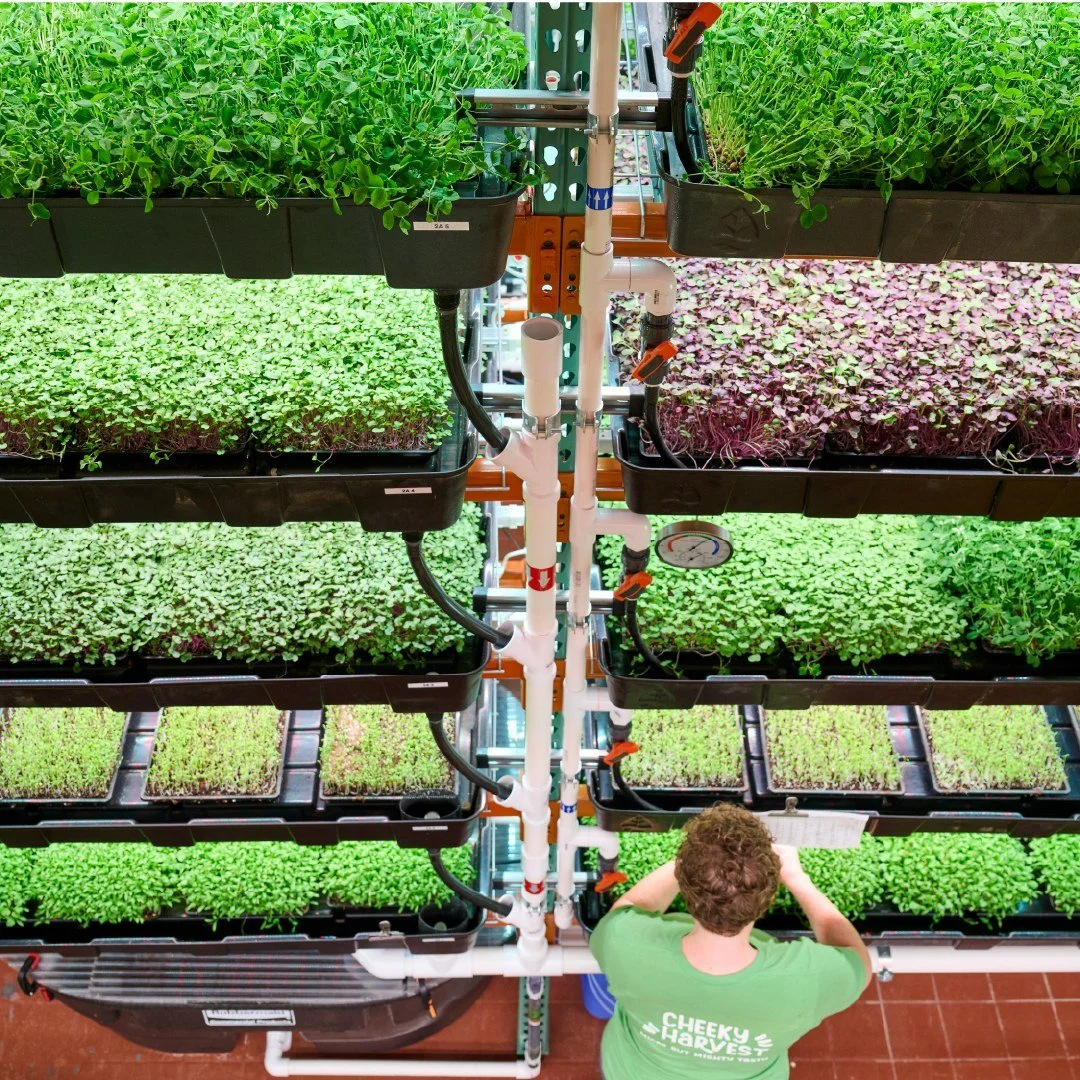 A person with curly hair wearing a green shirt with 'Cheeky Harvest' on the back is inspecting leafy greens on black trays arranged on metal shelves with irrigation pipes in an indoor farm.