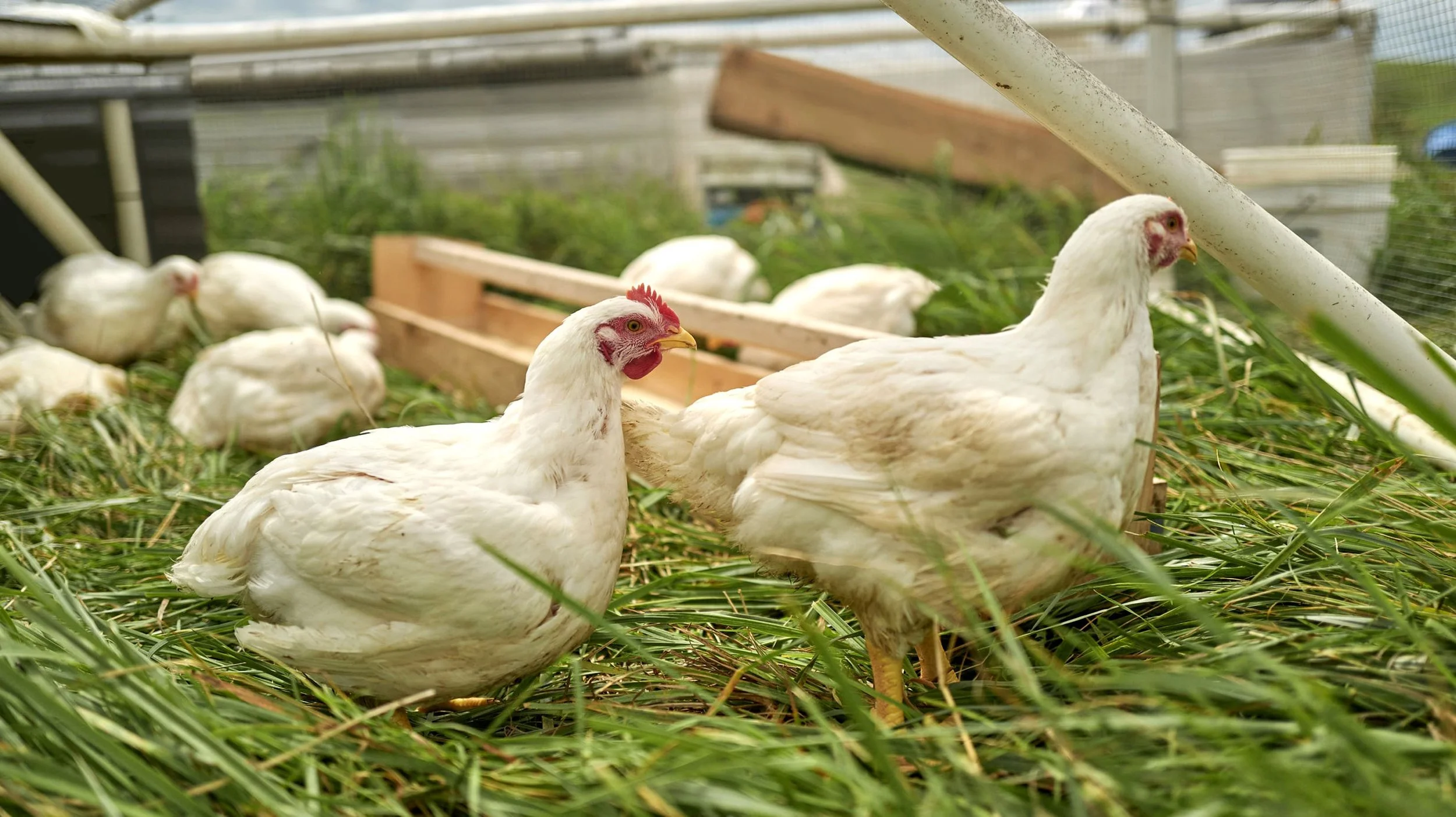 A group of white chickens with red combs and yellow beaks standing on green grass and straw.