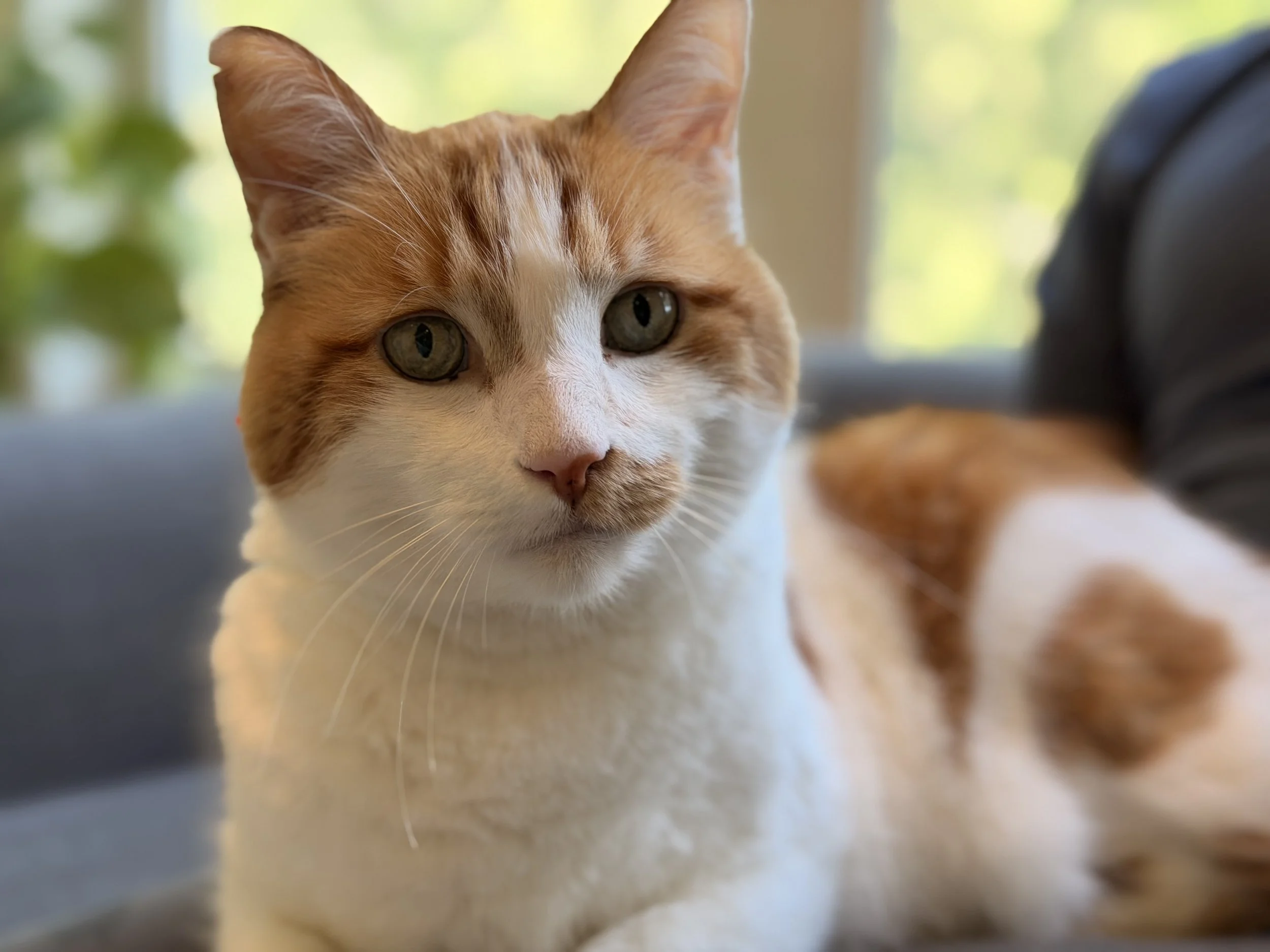 Close-up of an orange and white cat with green eyes laying on a surface, looking at the camera.