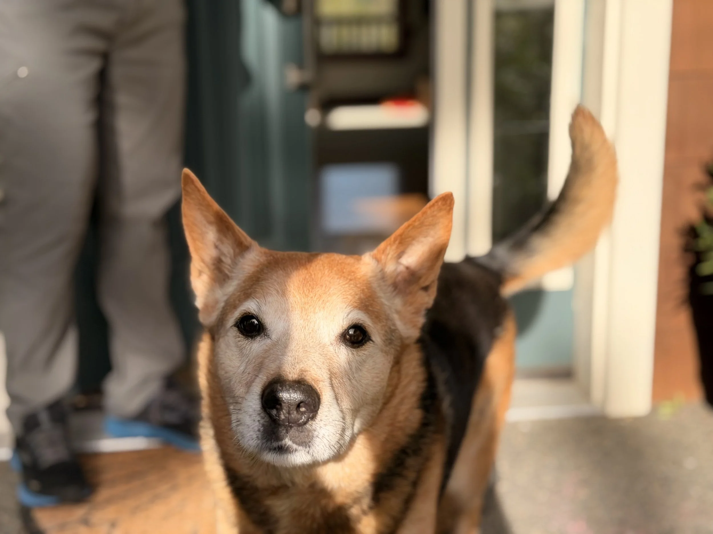 Close-up of a dog's face, likely a Siberian Husky or Alaskan Malamute, with alert ears and brown eyes, standing indoors near a window.