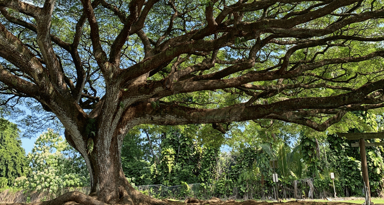 Grand arbre aux branches étendues dans un parc ensoleillé, avec végétation dense en arrière-plan.