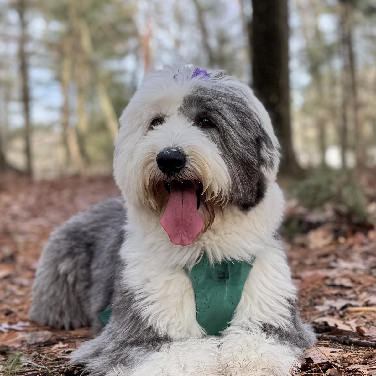 Ruby, Old English Sheepdog and Support Dog in Residence, smiling