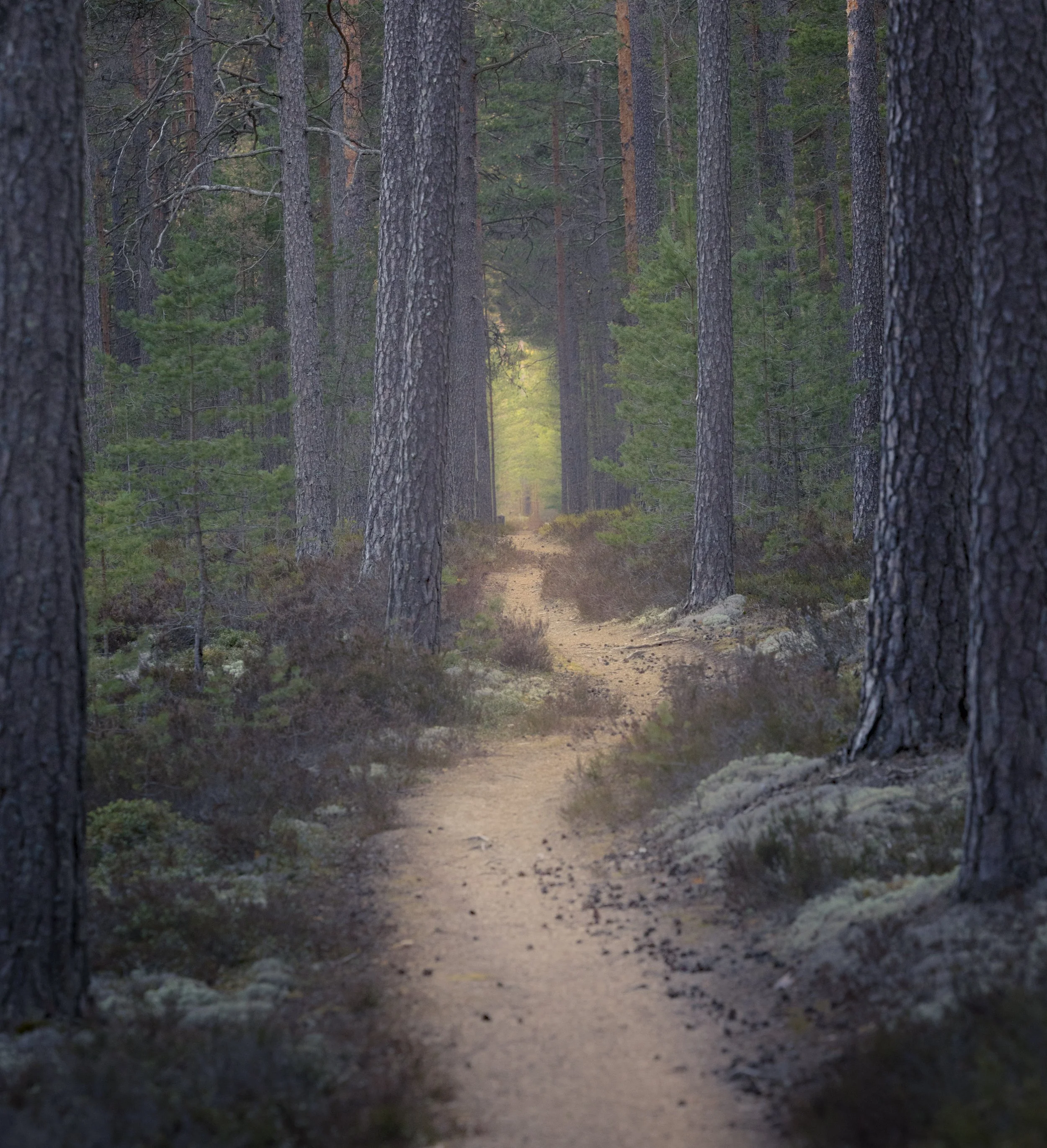 A Quiet Path to Spring