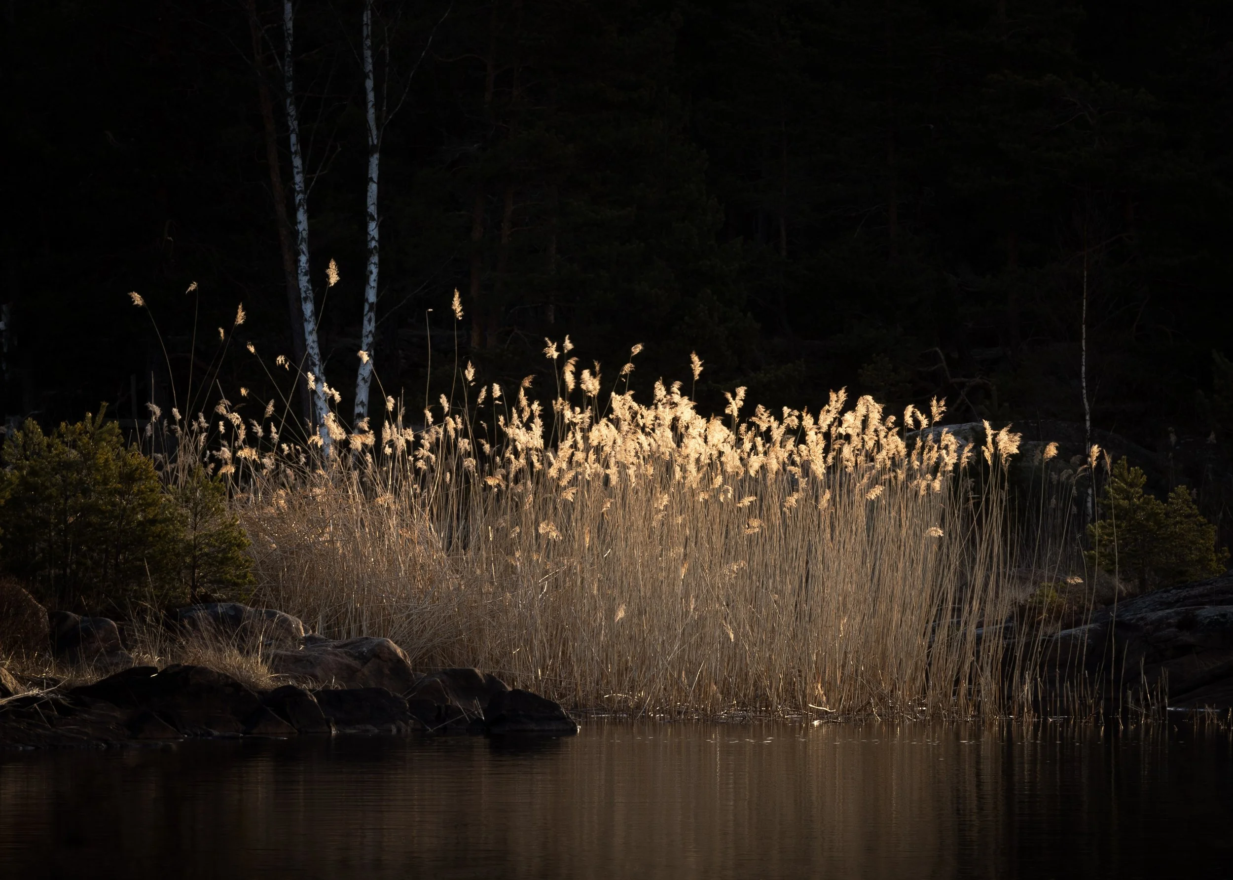 Stillness in Gold