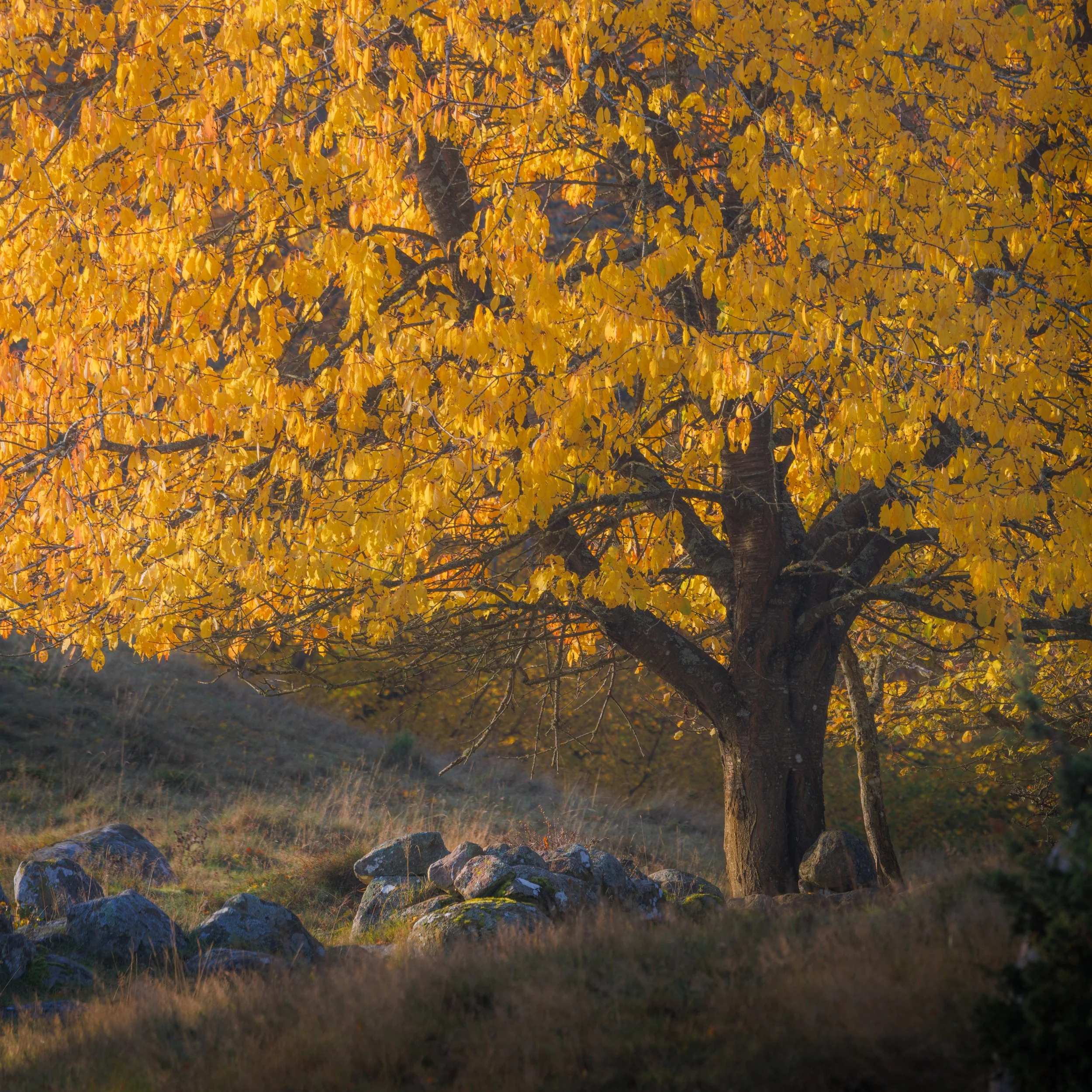 Chasing the Last of Autumn
