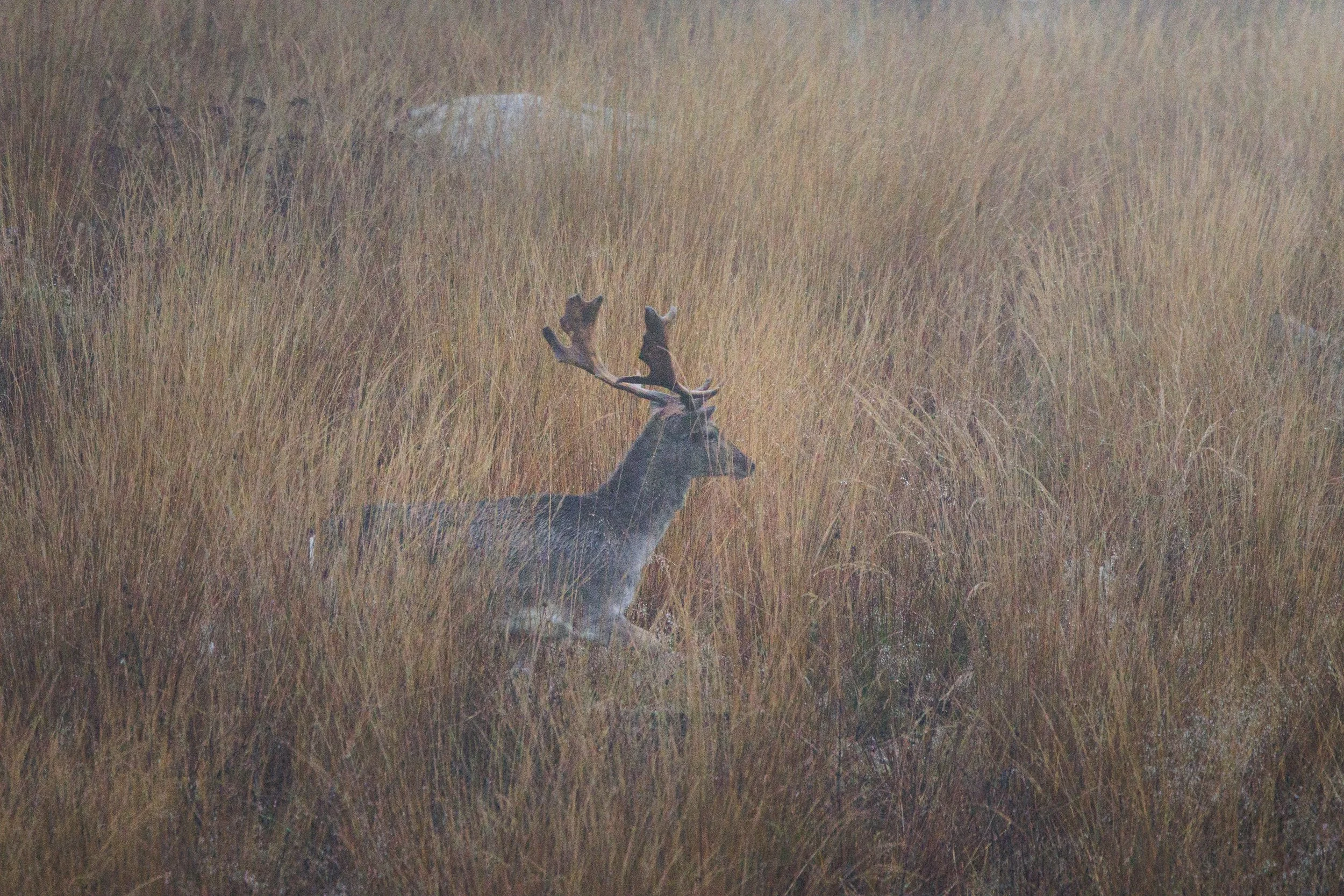 A Different Kind of Hunt