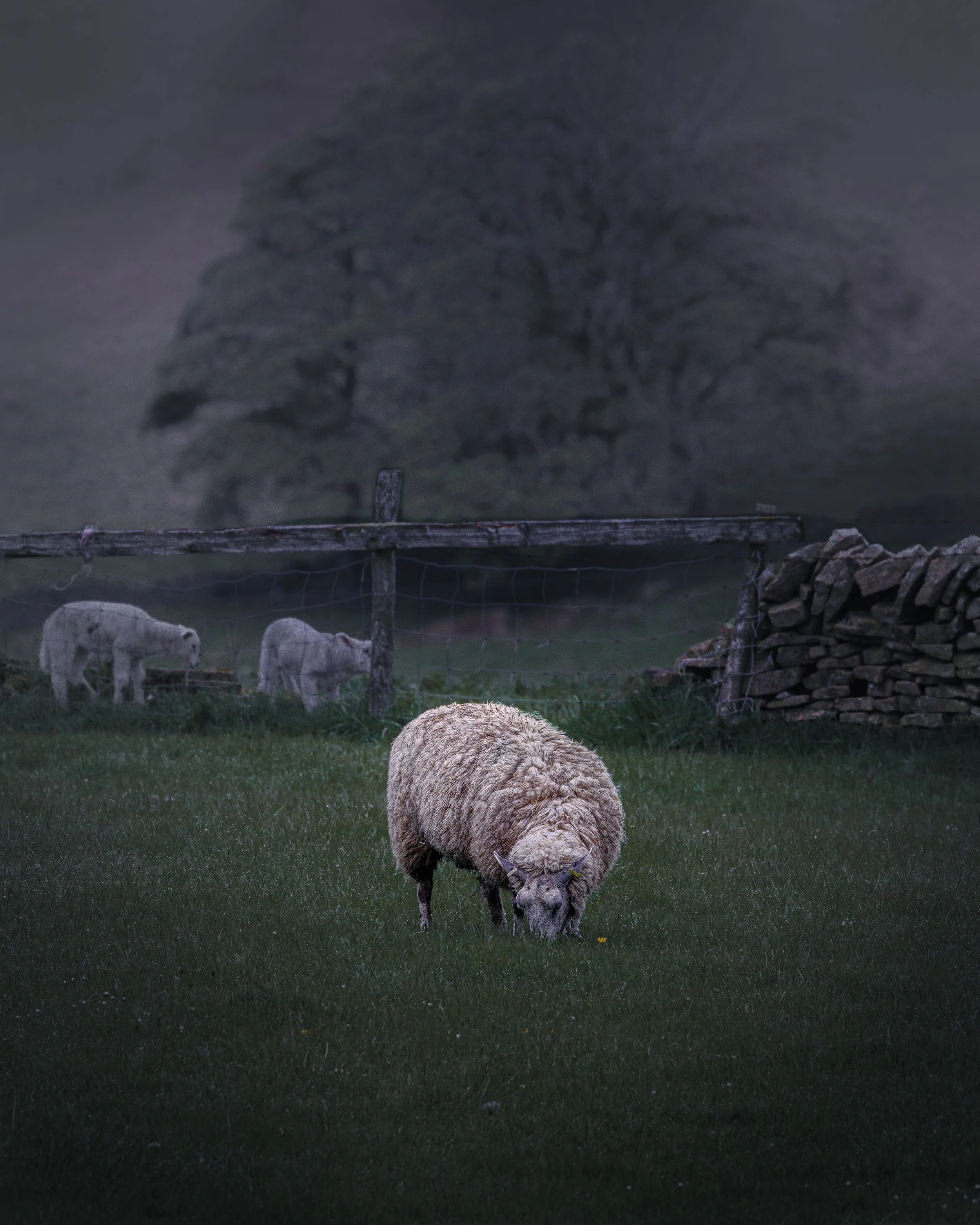 In Search of the Perfect Sheep