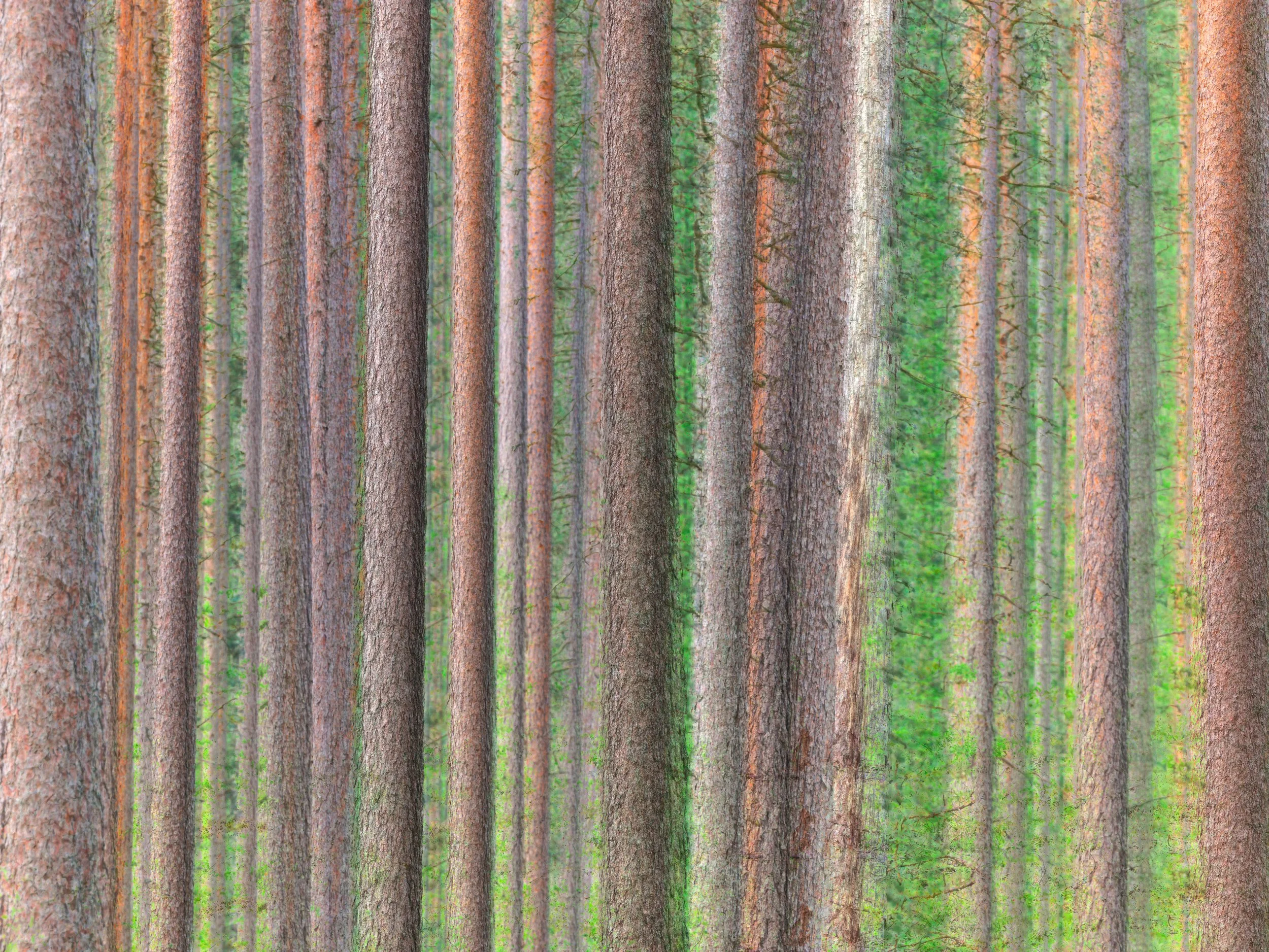 The Forest in Layers
