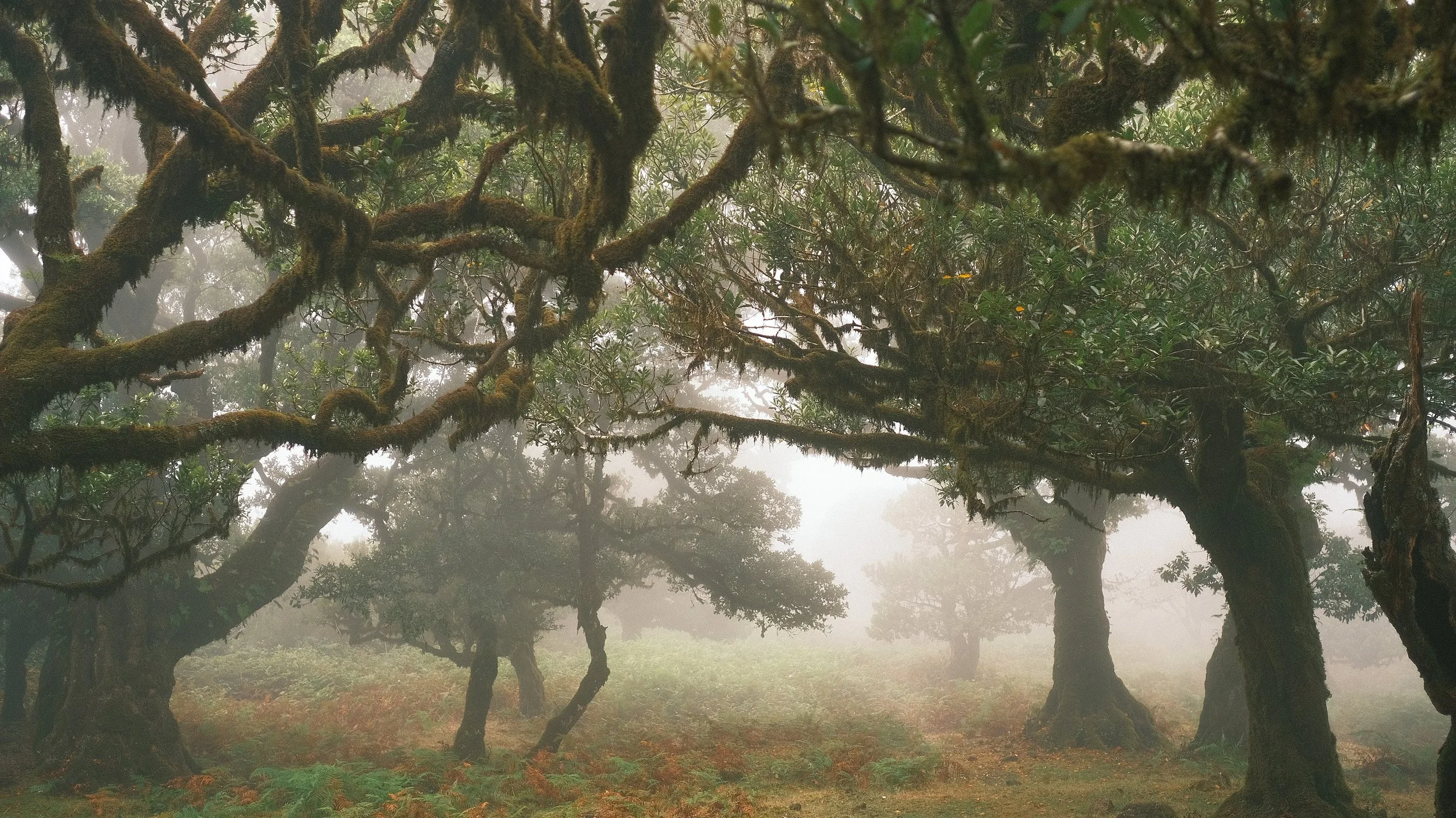 Fanal Forest, Madeira 