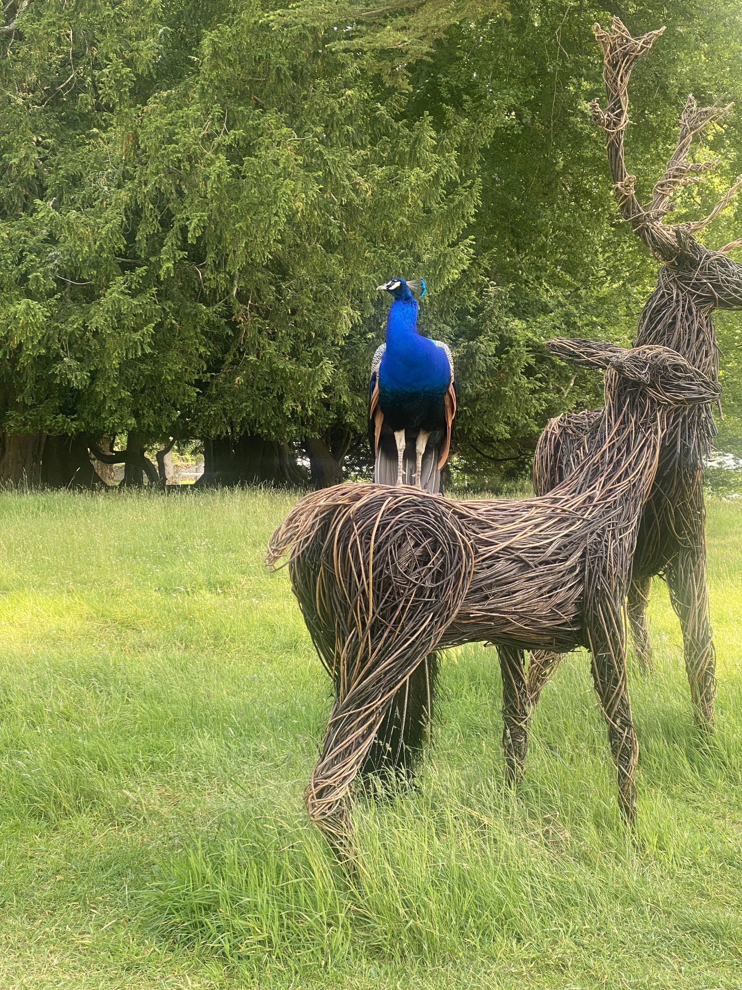 A peacock standing on a large woven sculpture of a reindeer in a grassy area with trees in the background.