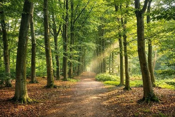 Sunlight through woodland trees representing a calm and welcoming space for LGBTQ+ affirming online counselling.