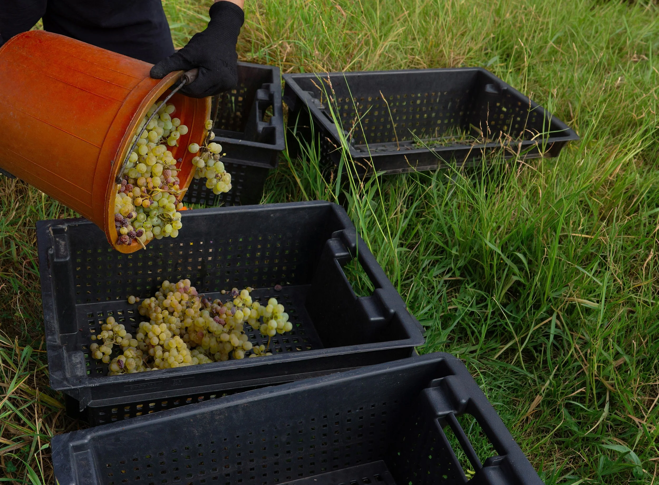 2025 UK Harvest Report