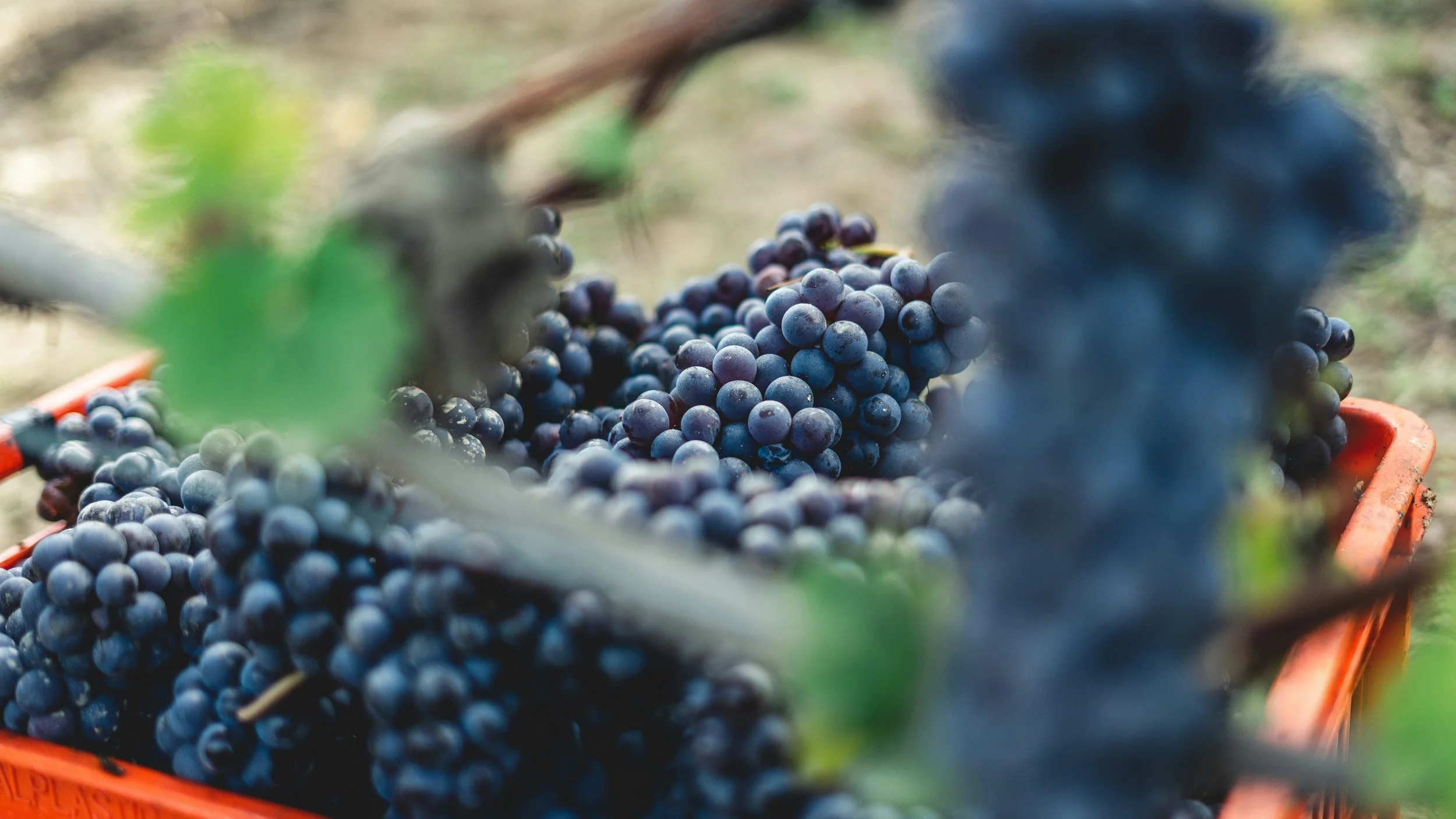 Grape varieties suited to UK vineyards)