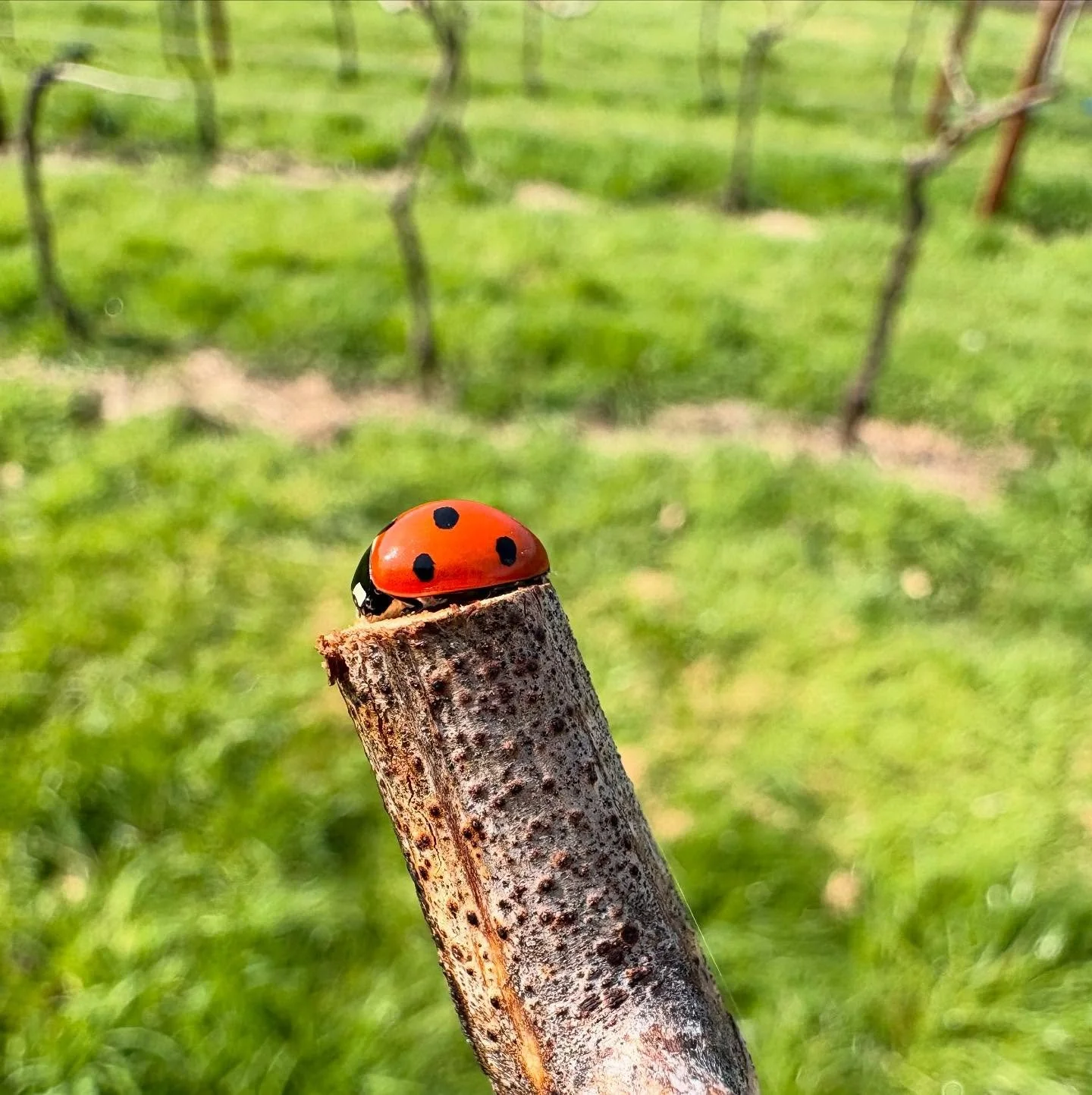Winter Vineyard Ops ✅ 

2200 vines pruned 
1000 vines tied down
Wires dropped

Now we wait for budburst 🌱☀️
Happy Spring Equinox!