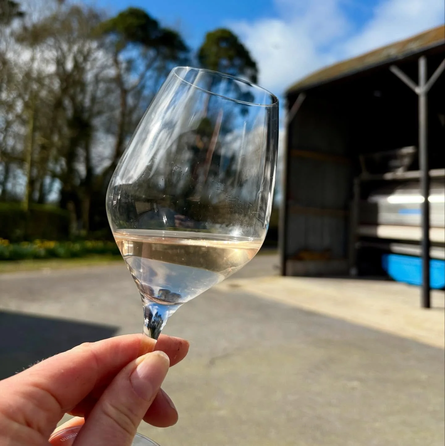 Second tasting of Jesse&rsquo;s 2025 🥂

The wine is now 5 months into its first (wild) fermentation in stainless steel, and has been sleeping whilst winery has been cold over winter.  As the weather warms, the fermentation will start up again, and s