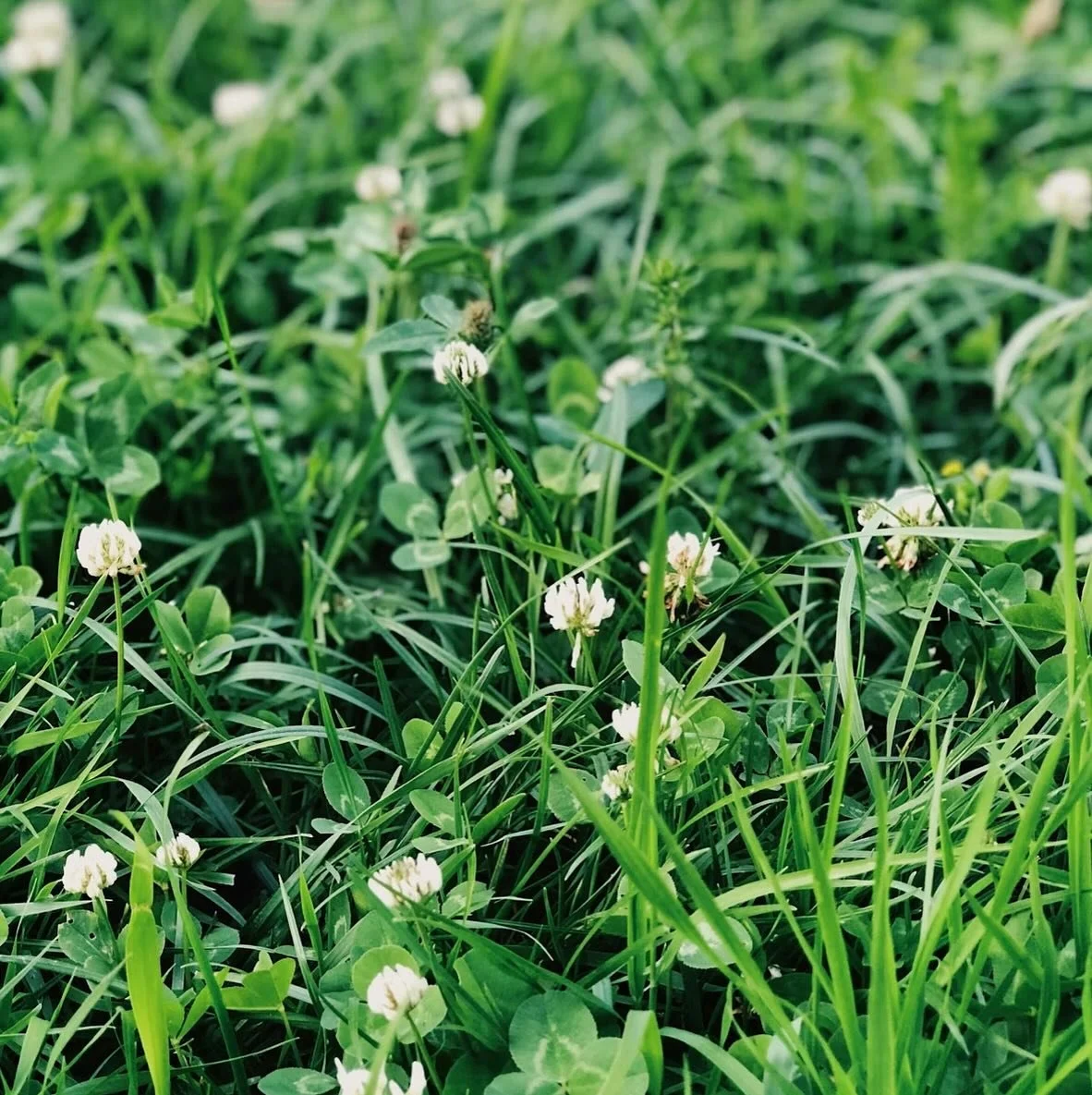 This week I have been spreading clover seeds between the rows at Jesses Vineyard.

Clover cover crops offer numerous benefits in the vineyard including:

🌱 Naturally fixing nitrogen in the soil 

☘️ Competing with weeds for space and nutrients, less