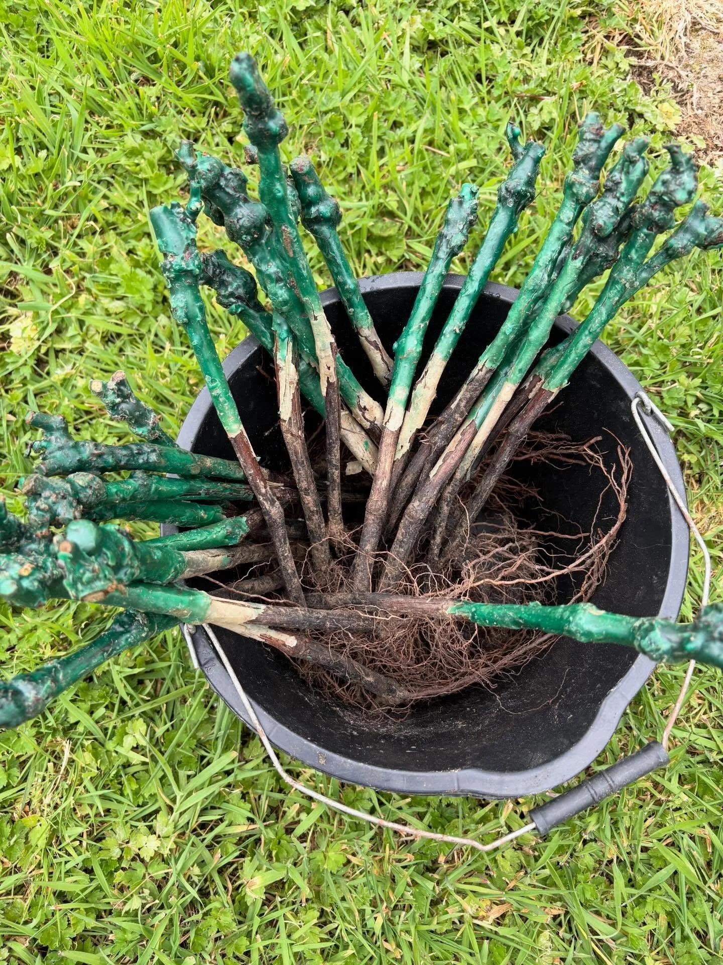 This week we replanted 85 vines which didn&rsquo;t make it through last year&rsquo;s hot, dry summer.

In went the vines, first dipped in mycorrhizal gel (the wonder fungi which promotes root growth, nutrient uptake, vine vigour and general resilienc