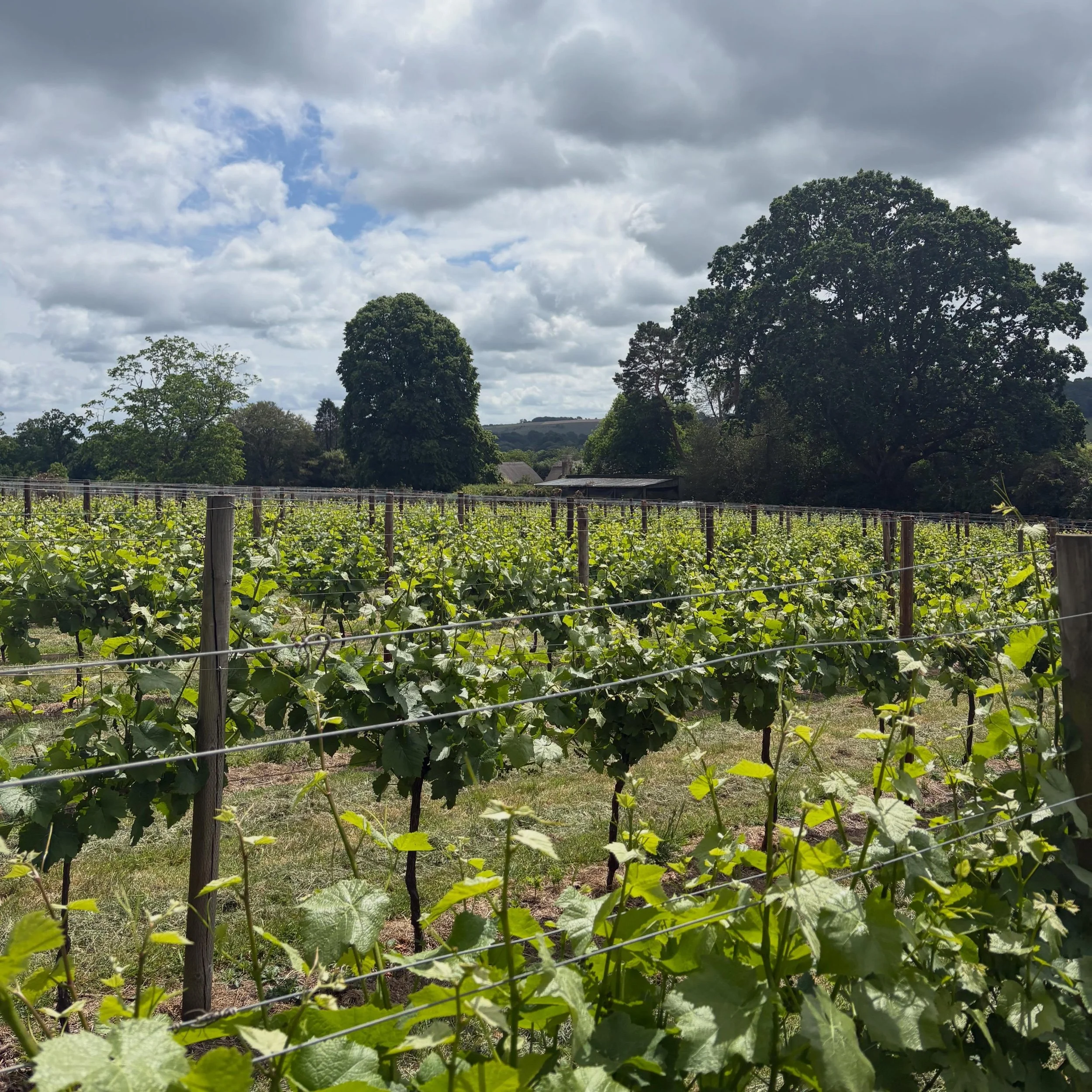 This week I&rsquo;ve started crown clearing and shoot selection. This involves removing unwanted shoots to help maintain the vine&rsquo;s balance, improve fruitfulness, increase airflow and light into the canopy.

Im really enjoying this job as I can