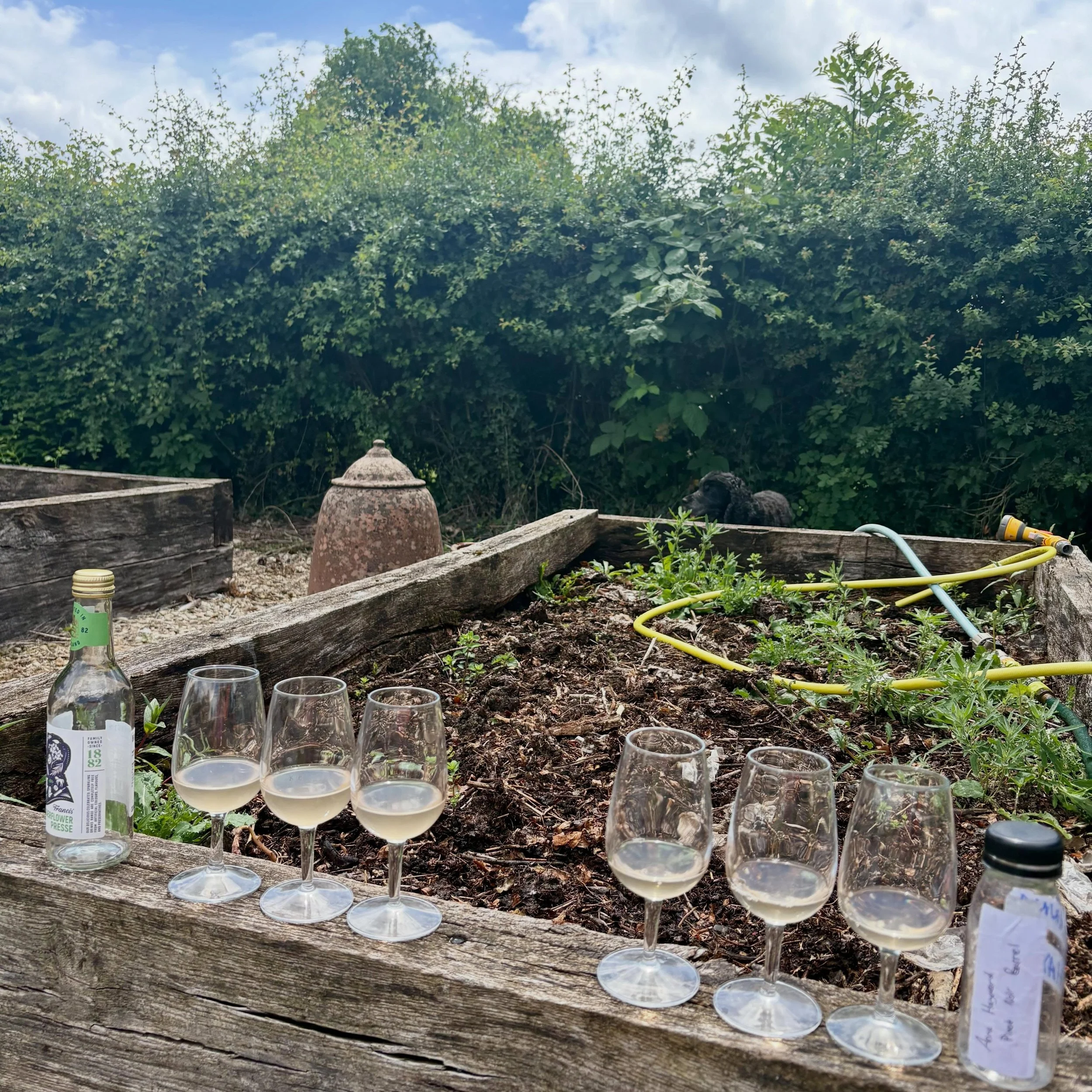 Last weekend we did a final tasting of Jesse&rsquo;s 2025 base wine before it goes into bottle for its second fermentation.

The stainless steel fermented field blend of Chardonnay, Pinot Noir and Meunier (harvested 19/9) is still so fruit forward an