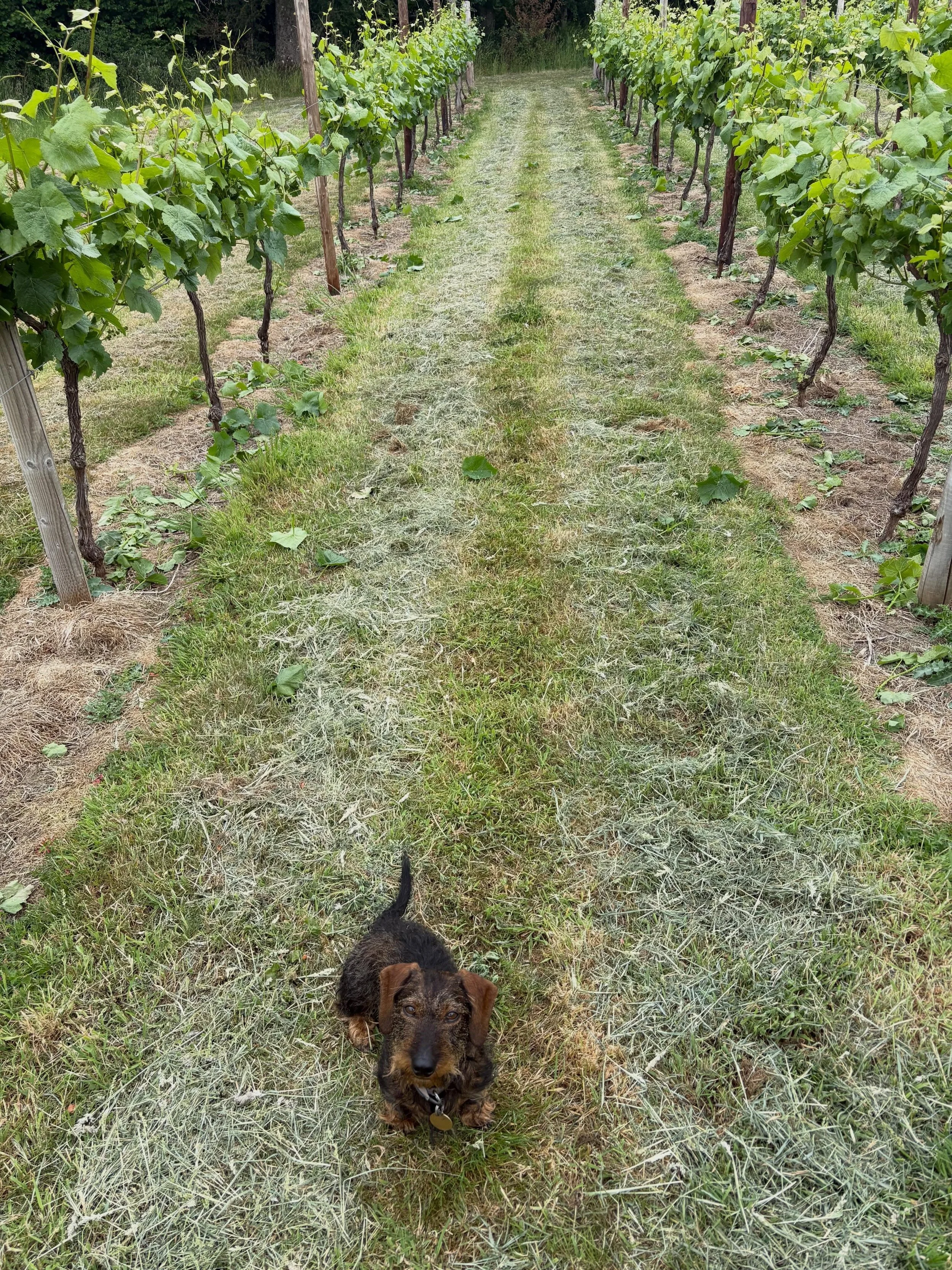 My little vineyard sidekick 💙 

Photo taken last week when the vines were growing in a reasonably orderly fashion. They now resemble triffids on acid after all the rain and sun!