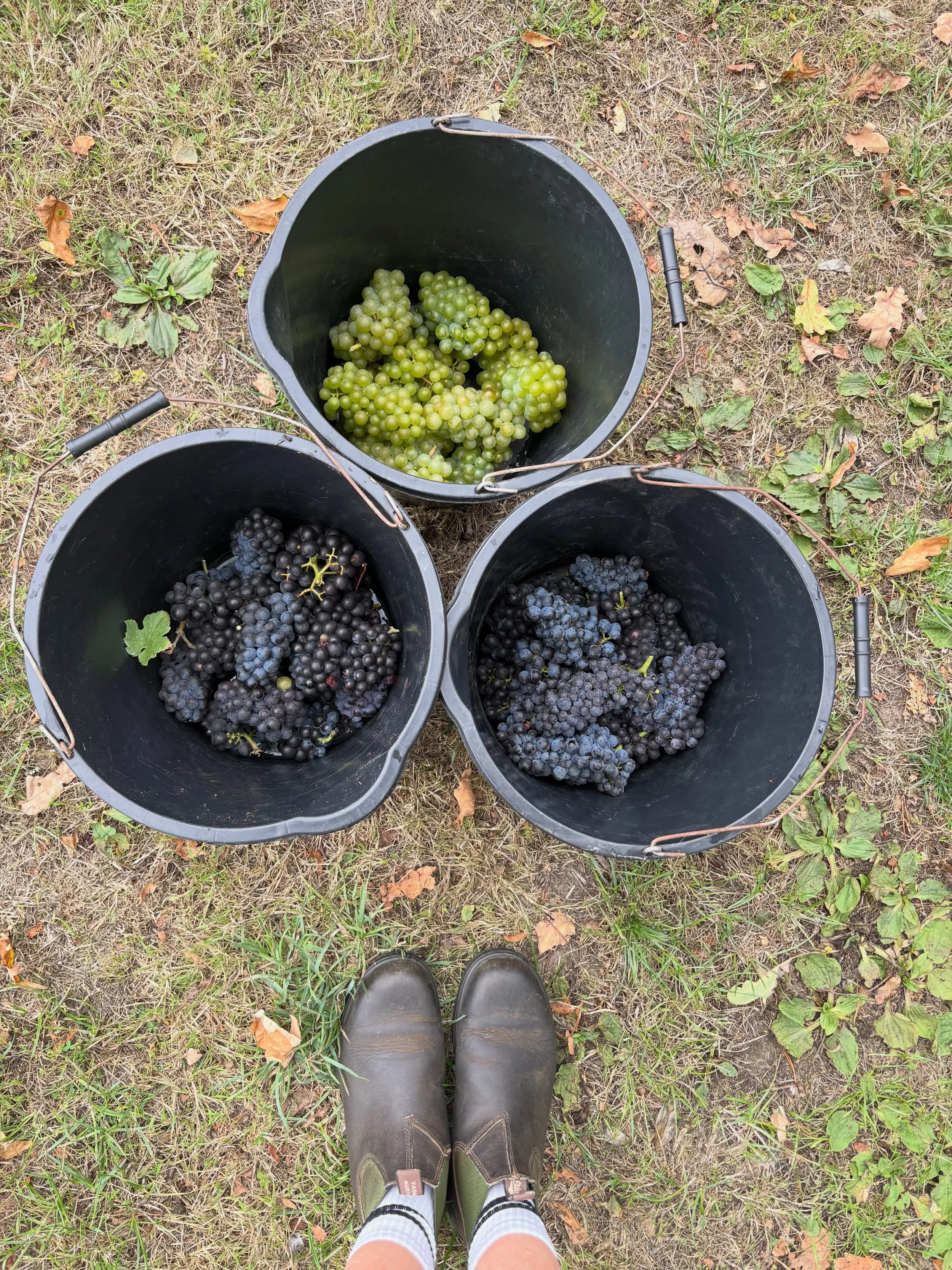 One step closer to harvest today when I took samples of our grapes to @langhamwinery  and @tommy__grimshaw for sugar and acid testing.

All looking good and (weather permitting) we harvest next Friday 11 September.

A whole year of love, dedication a