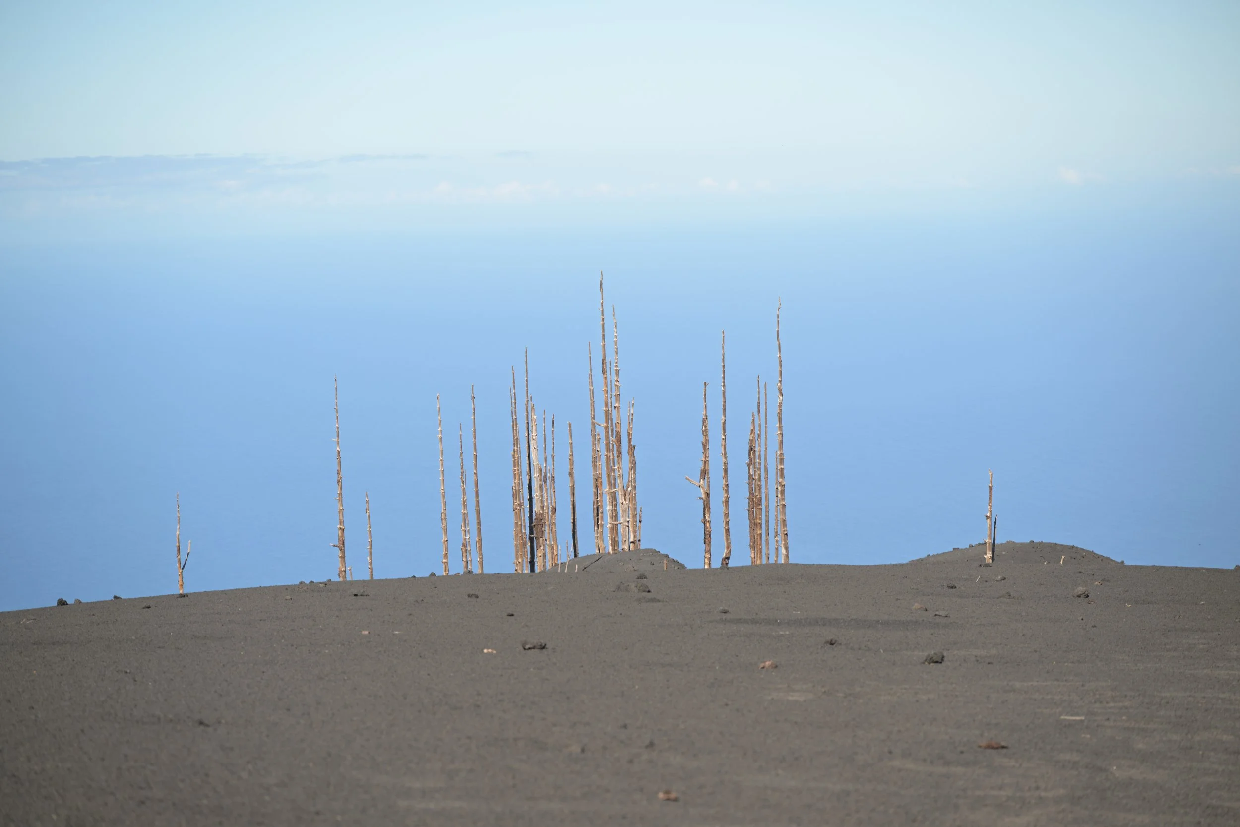 Dead forest, remains of the vulcan erruption on La Palma
