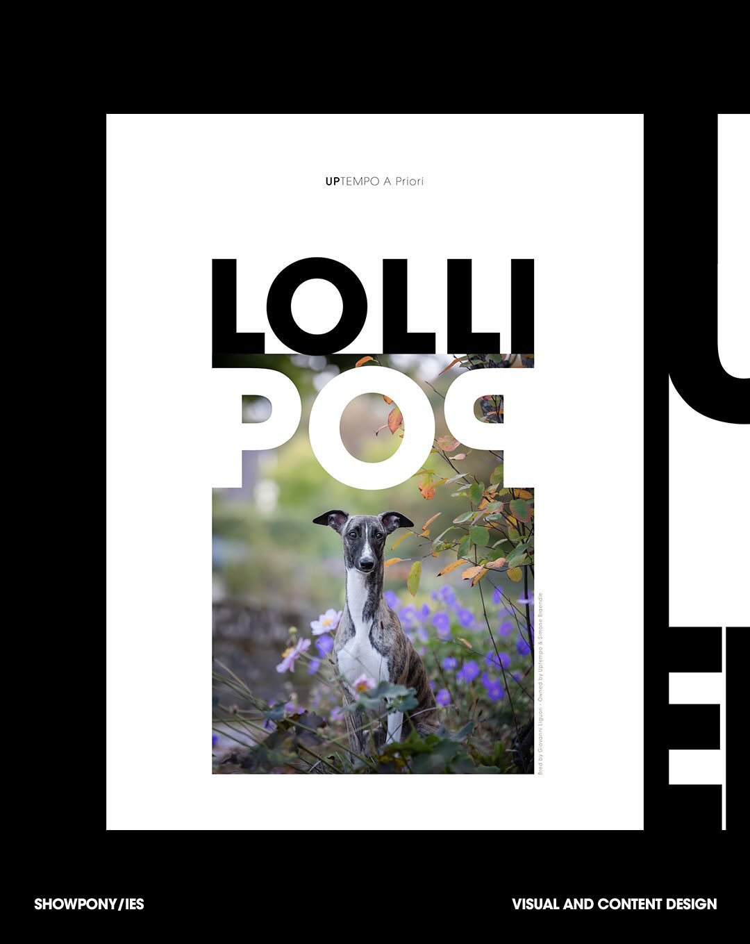 Showpony/ies
- PHOTOGRAPHY
- GRAPHIC DESIGN AND
- CONTENT CREATION