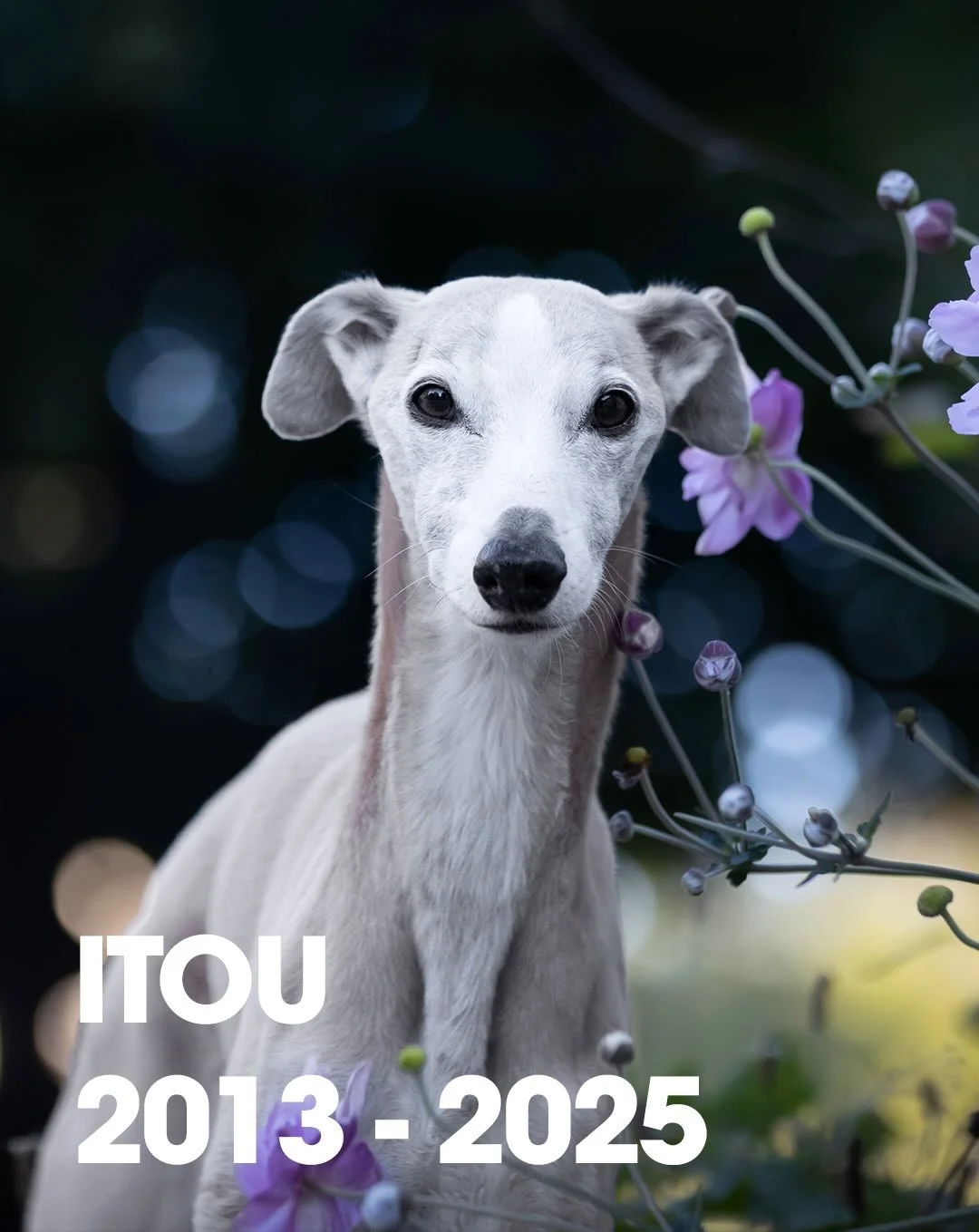 Itou mon Amour 🤍🕊️