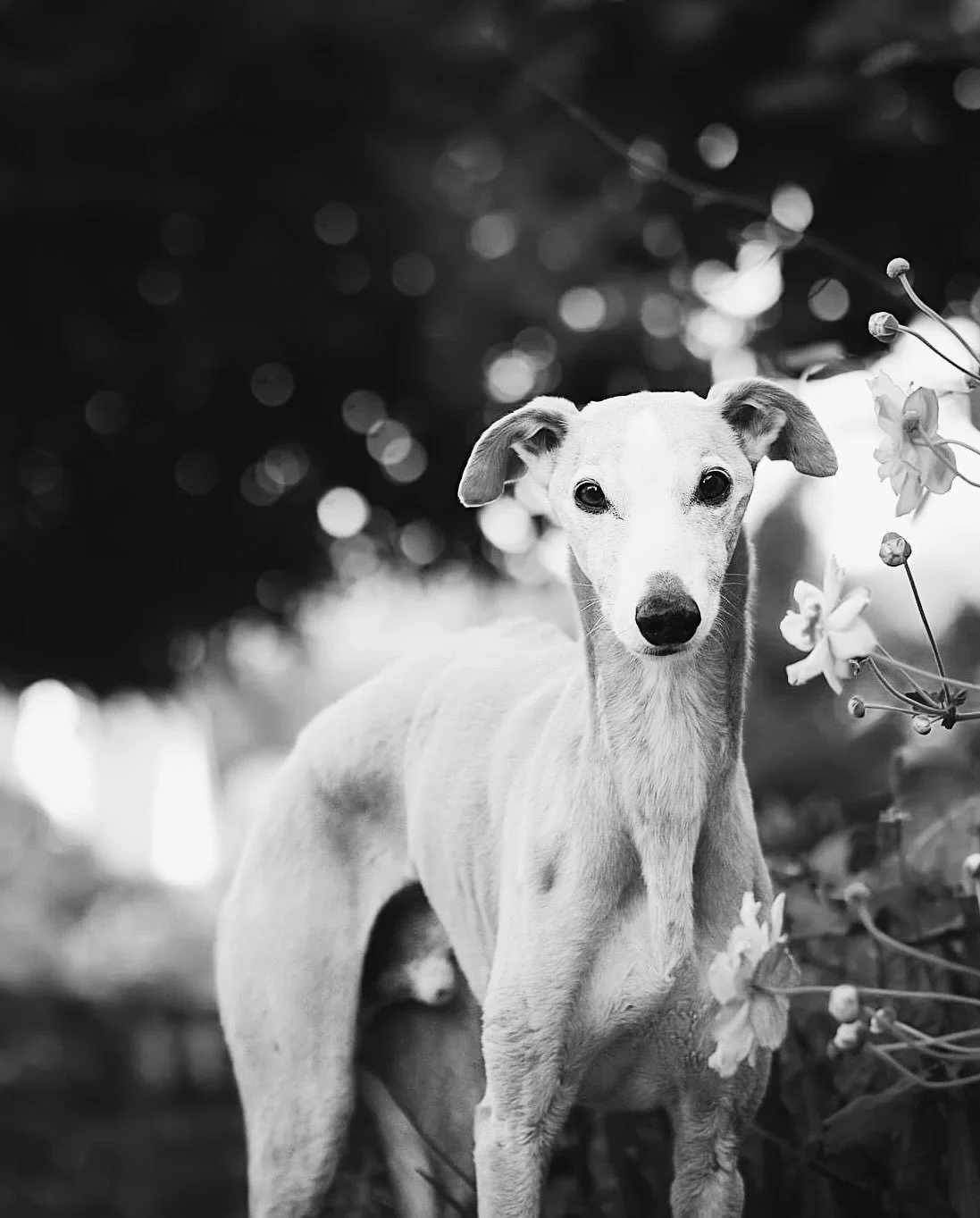 Goodbye Itou mon Amour 
🕊️ 2013 - 2025 💔⭐️✨