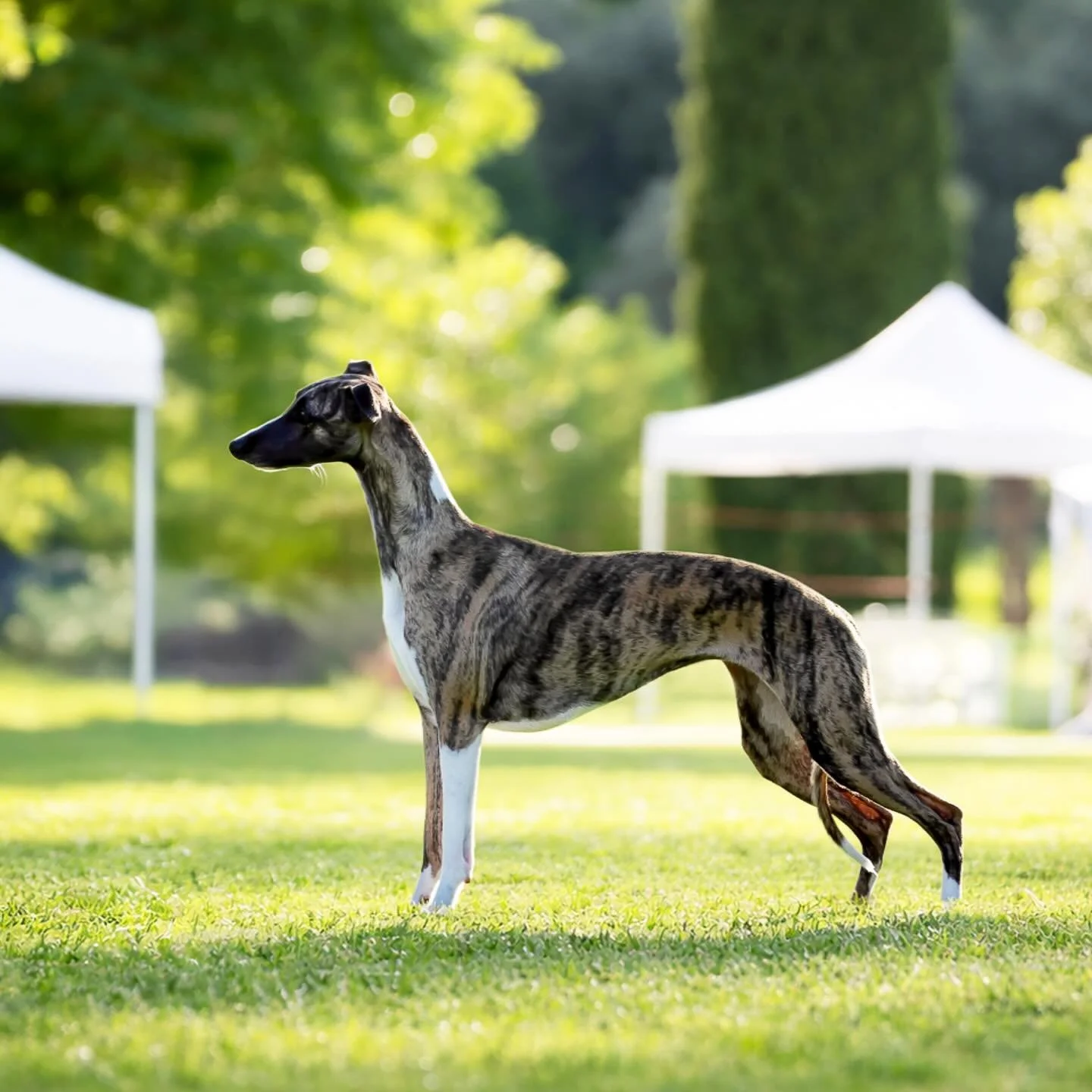 Lolli 3y old - My queen 🖤