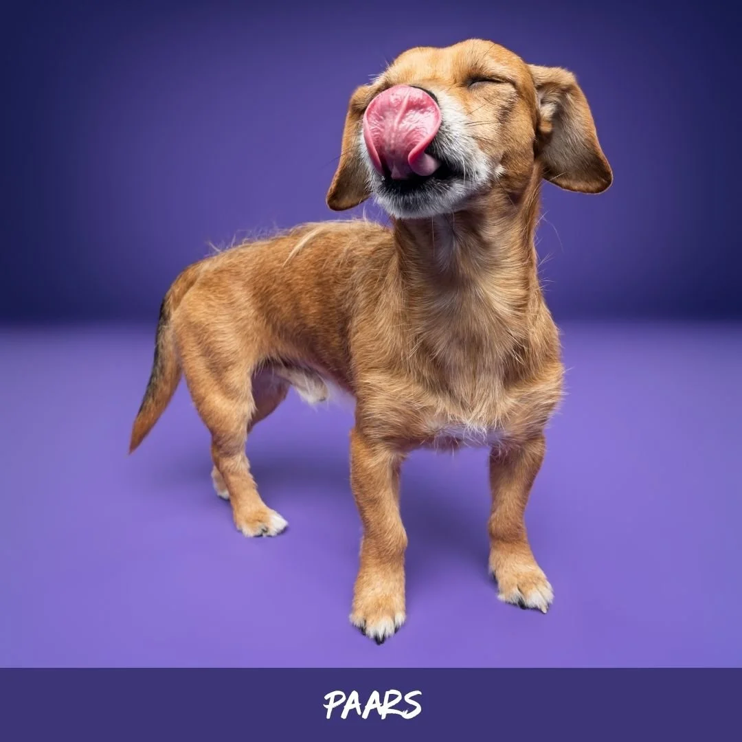 paars@studioohmydog.jpg
