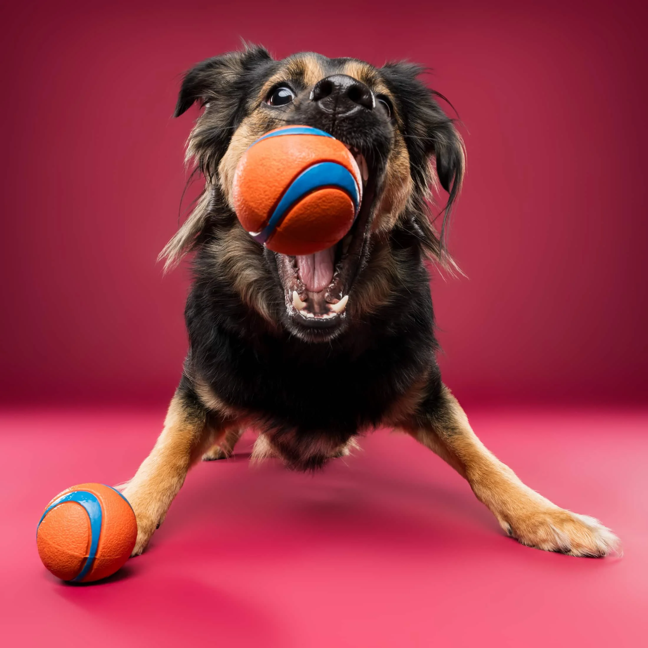 Hoezo, mijn hond moet niet kunnen stilzitten voor een fotoshoot?