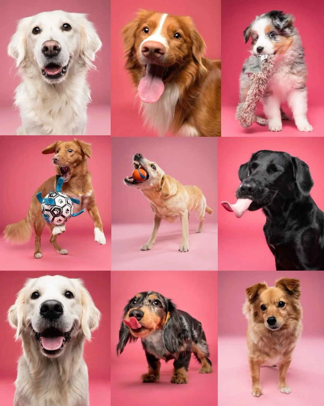 🩷 Pink? Die wist het al lang: roze + rockstar = magic, mannekes. 

🤘 En deze negen kleppers hebben hier alleszins hun strafste moves bovengehaald. 

✨Roza, @toller.flor , @stella_deminiaussie , @yfke_iconicofmysteryflames , @kikithejumpingdog , @sw