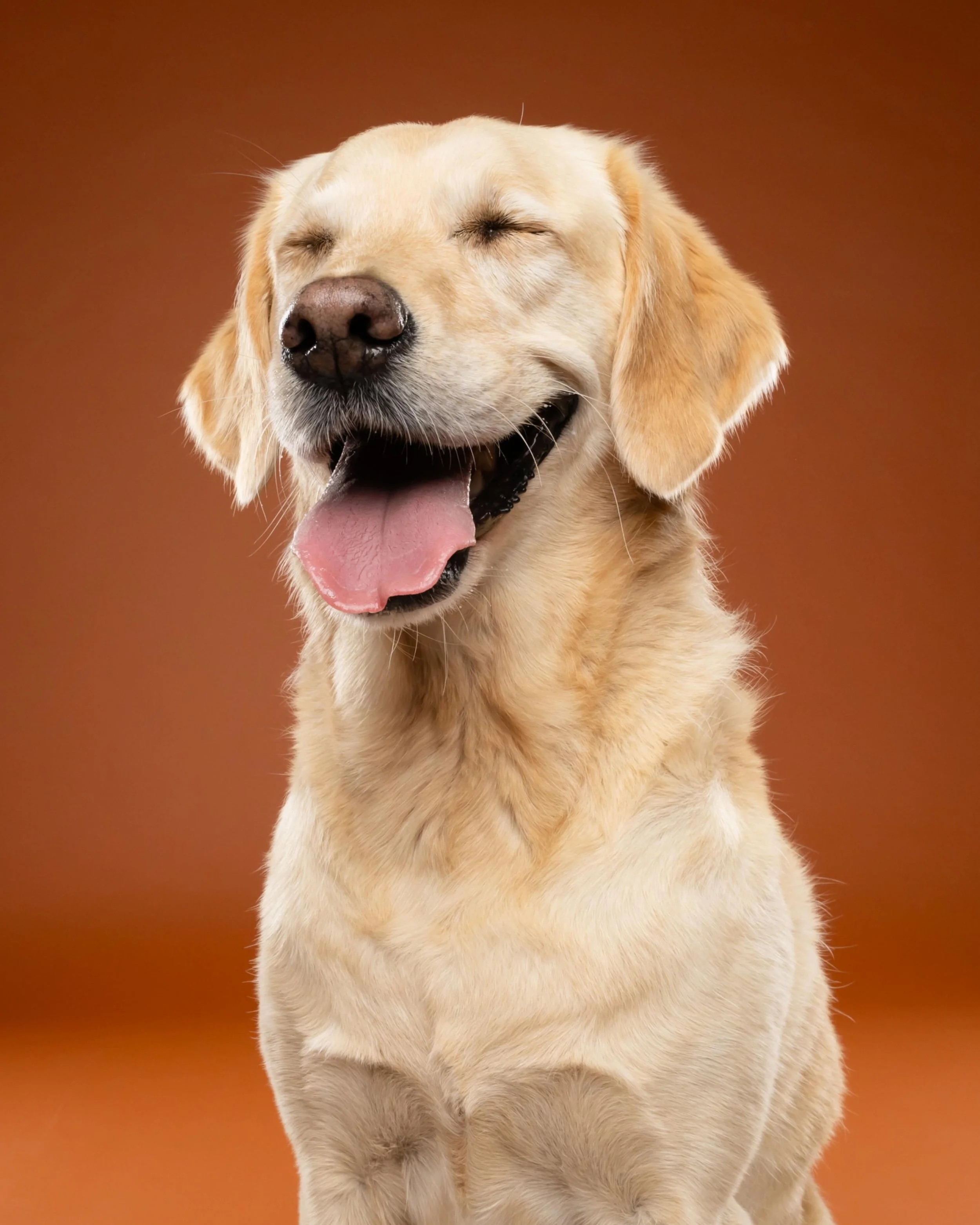 Say cheeeeeeese 🐶📸

--

📸@studio.ohmydog legt vast wie jouw hond &eacute;cht is: cute, grappig, eigenwijs, onstuimig. (of alles tegelijk, haha) 

&hearts;️Voor honden die niks moeten en foto's die alles zeggen. #dogswillbedogs

⏰ Komt jouw favorie