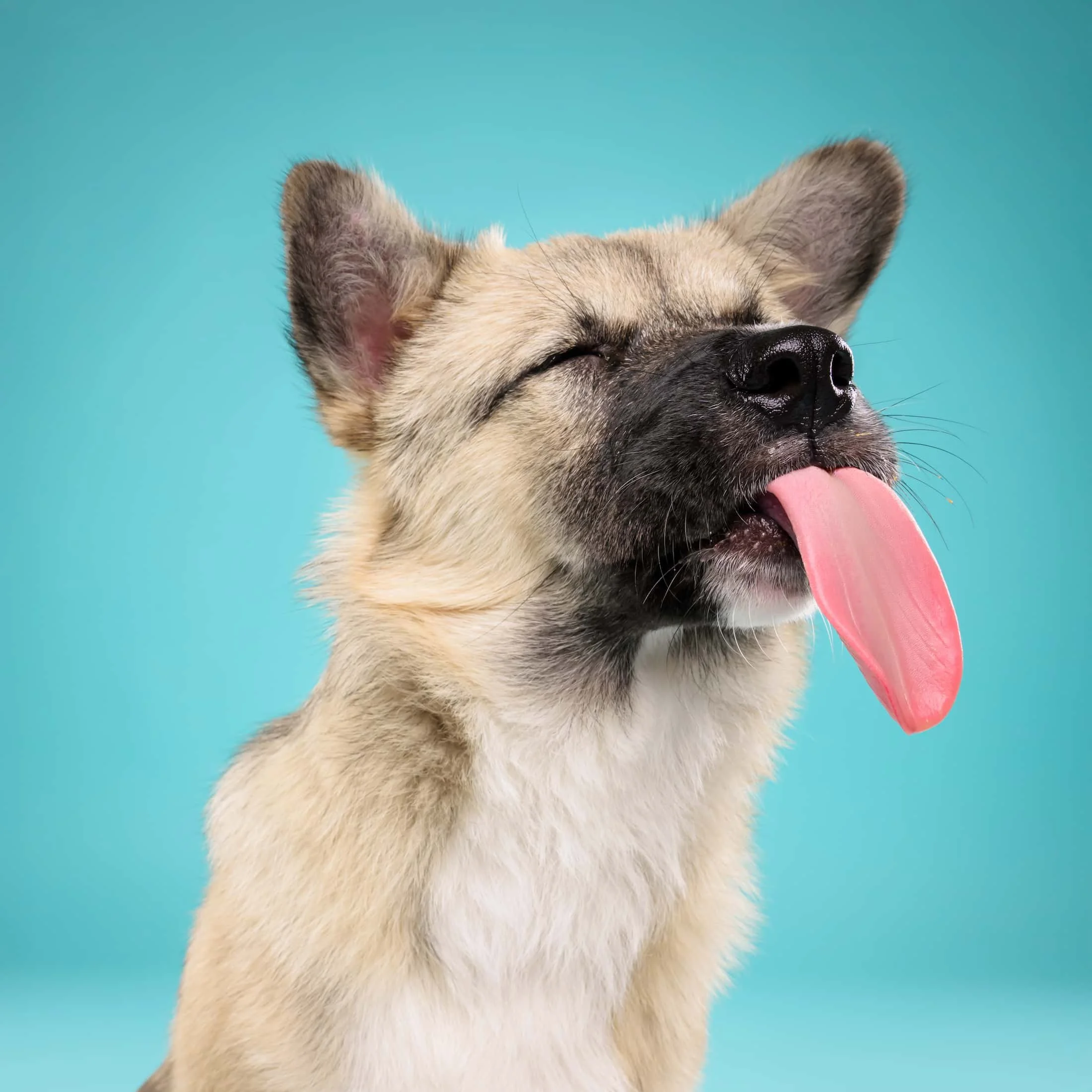 Puppy grappige kleurrijke fotoshoot