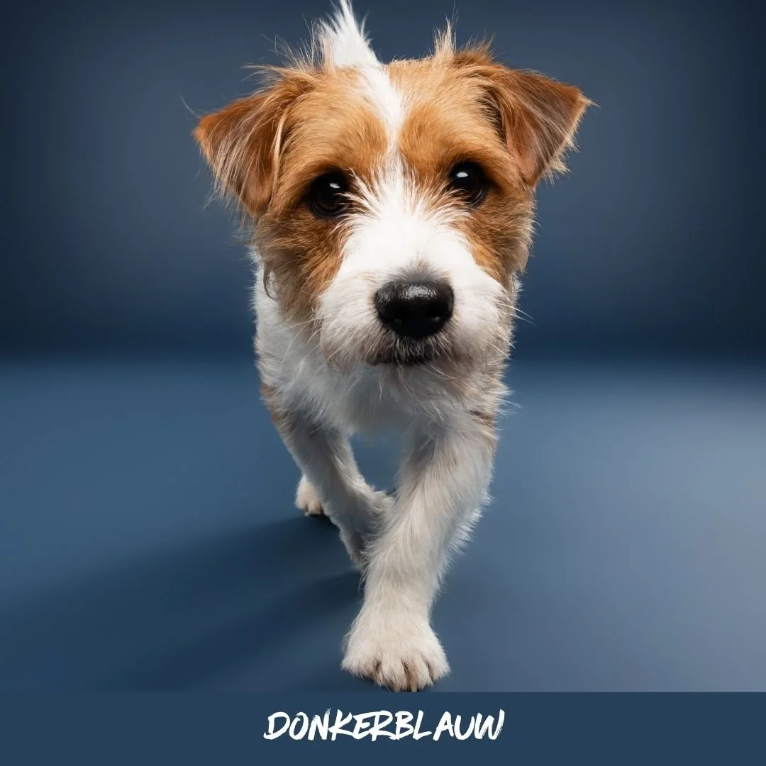 donkerblauw@studioohmydog.jpg