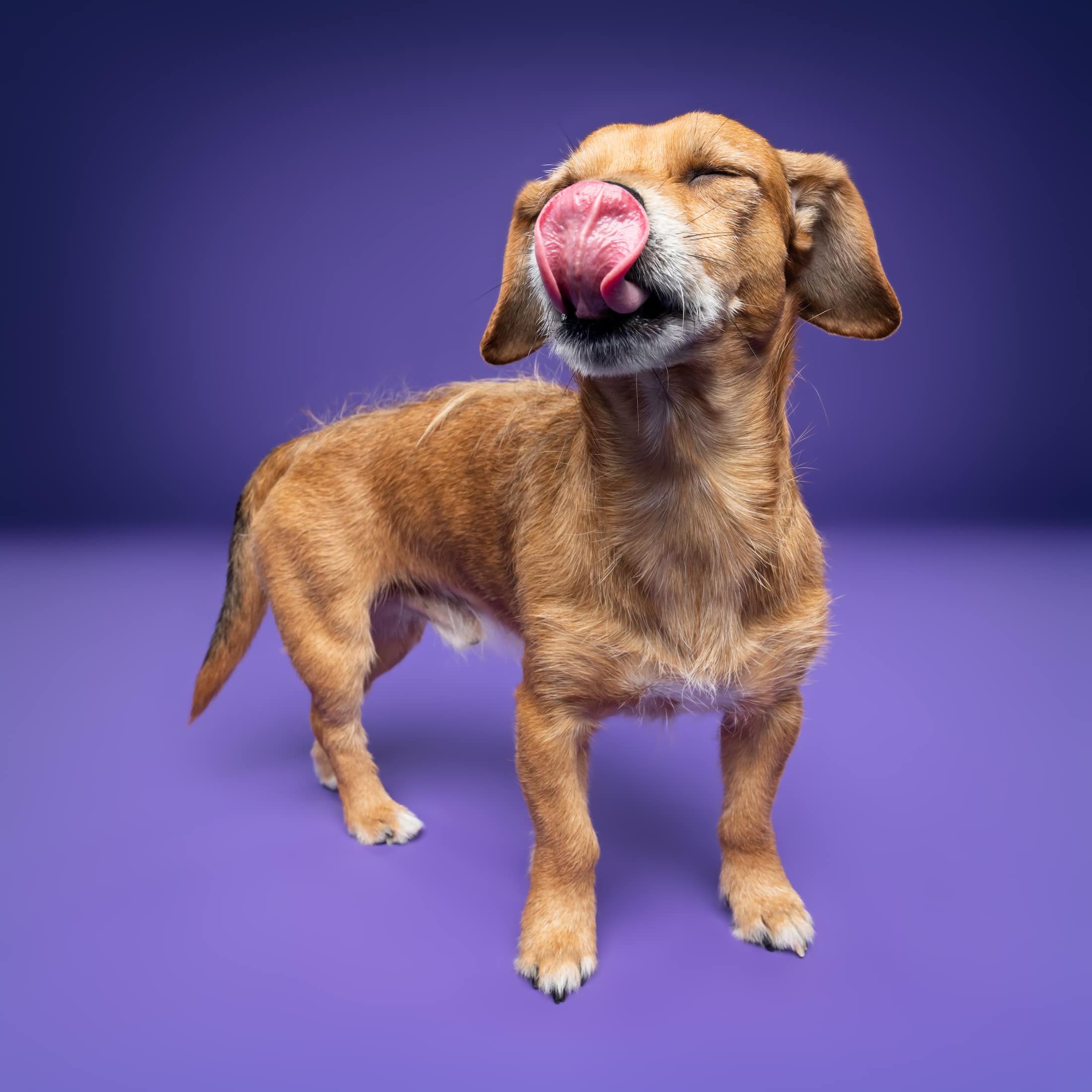 Mirto@studioohmydog-8-edit.jpg