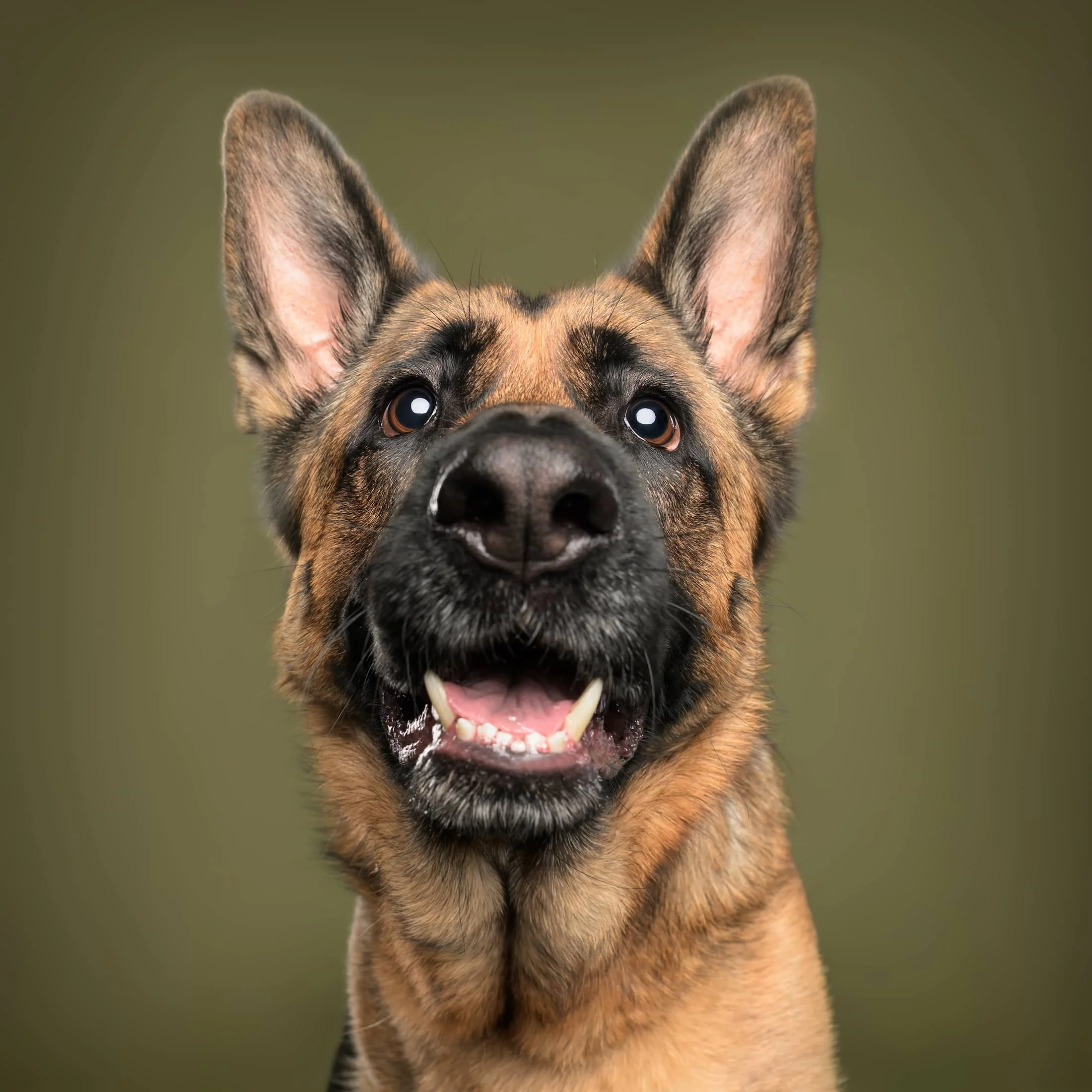 nalam@studio.ohmydog-1.jpg