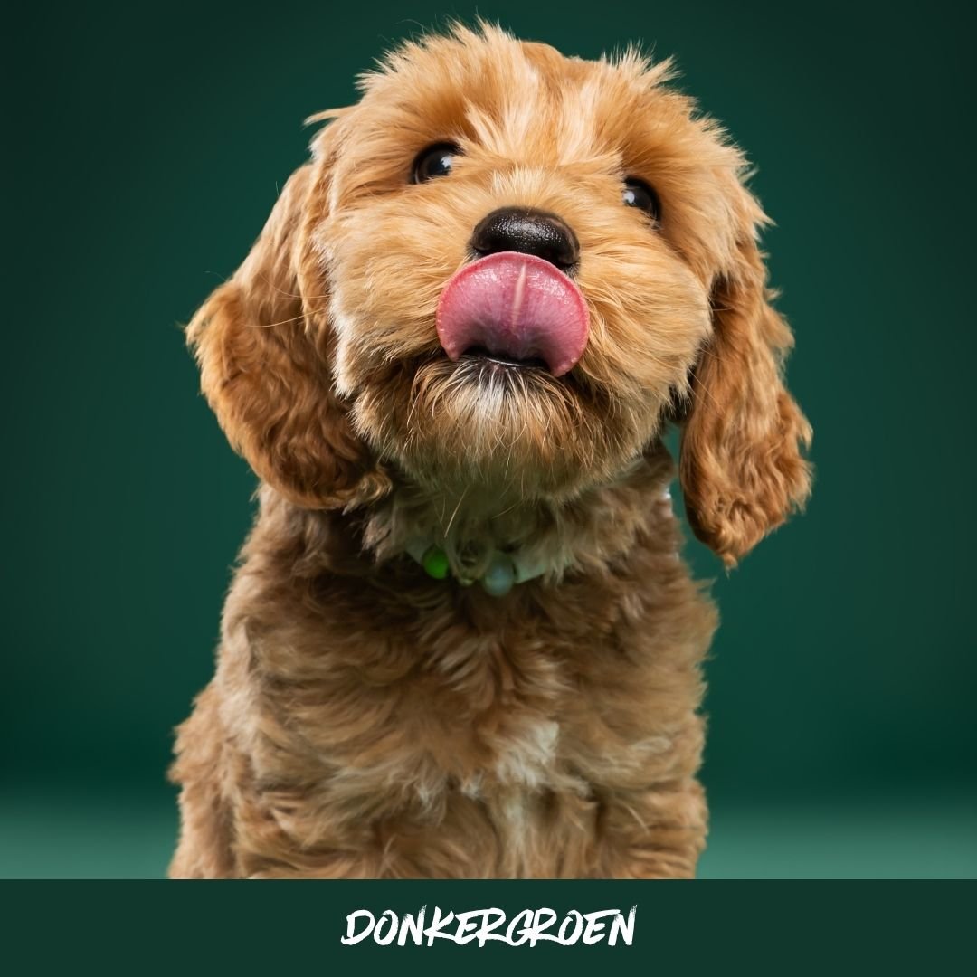 groen@studioohmydog.jpg