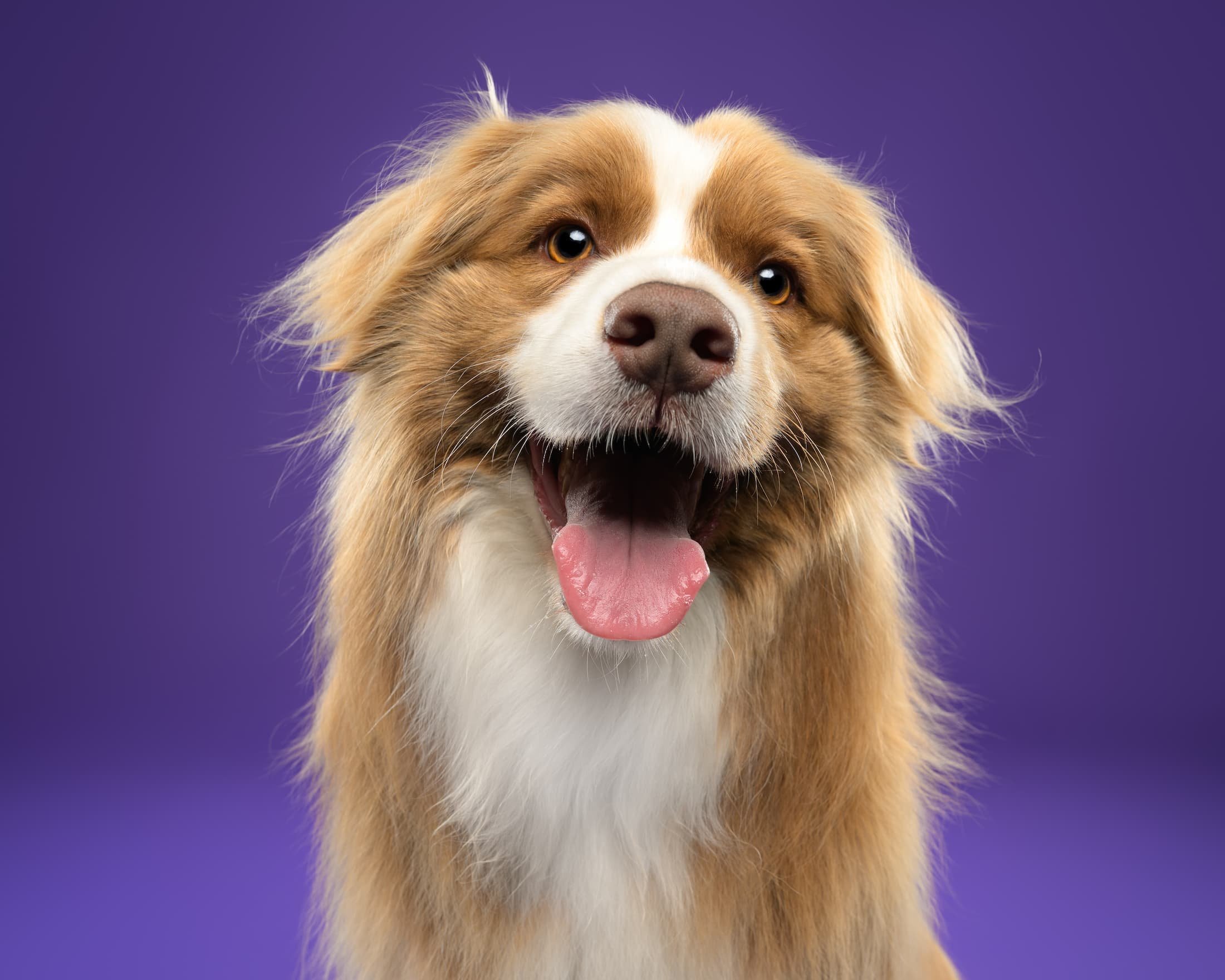Max@studio.ohmydog-1.jpg
