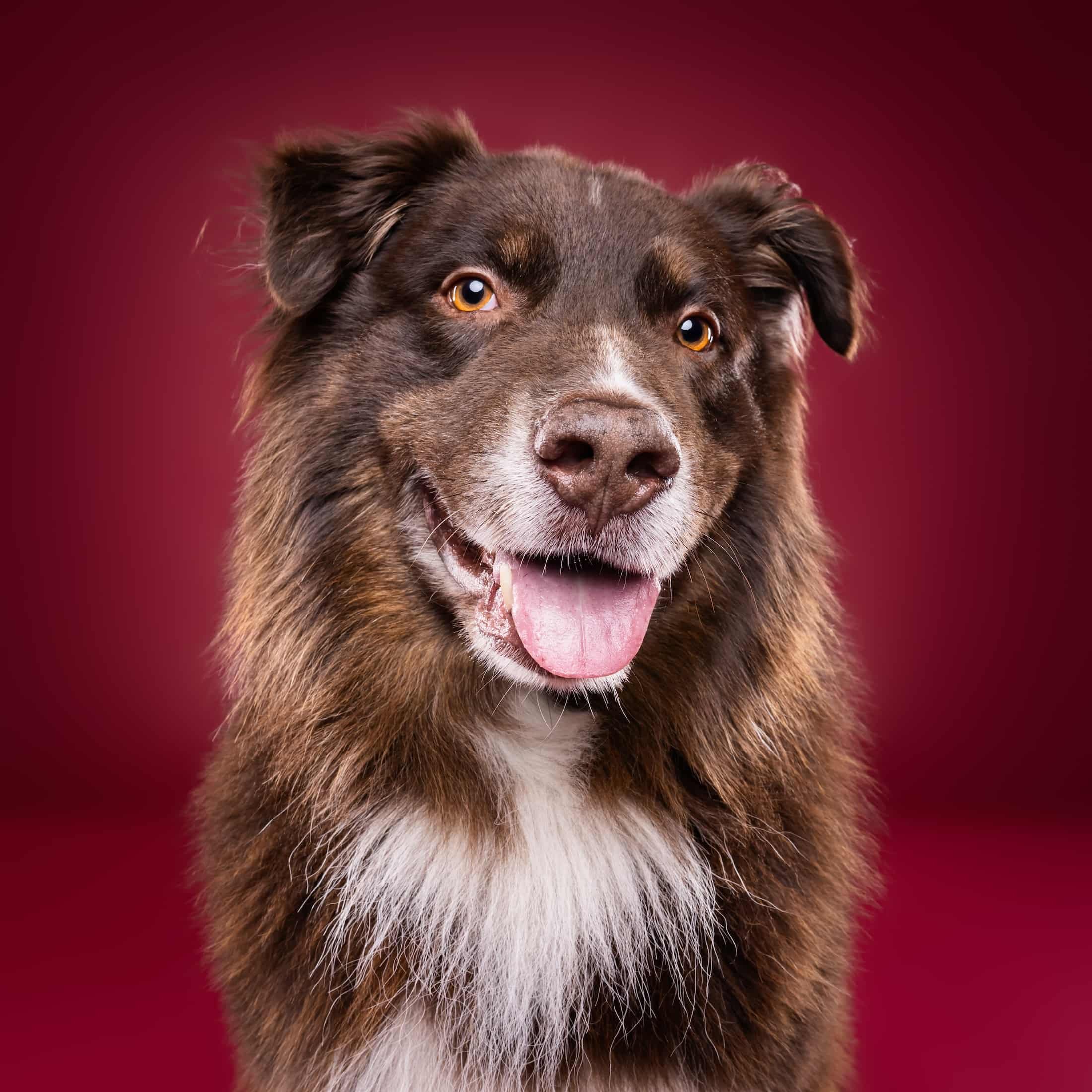 Storm@studioohmydog-14.jpg