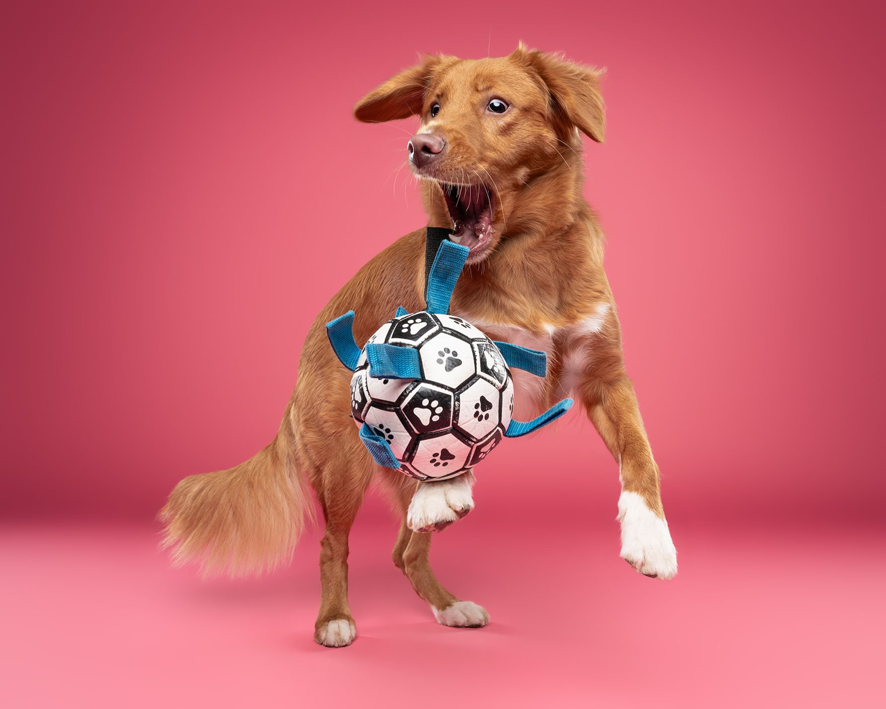 Toller Retriever speelse foto fotoshoot