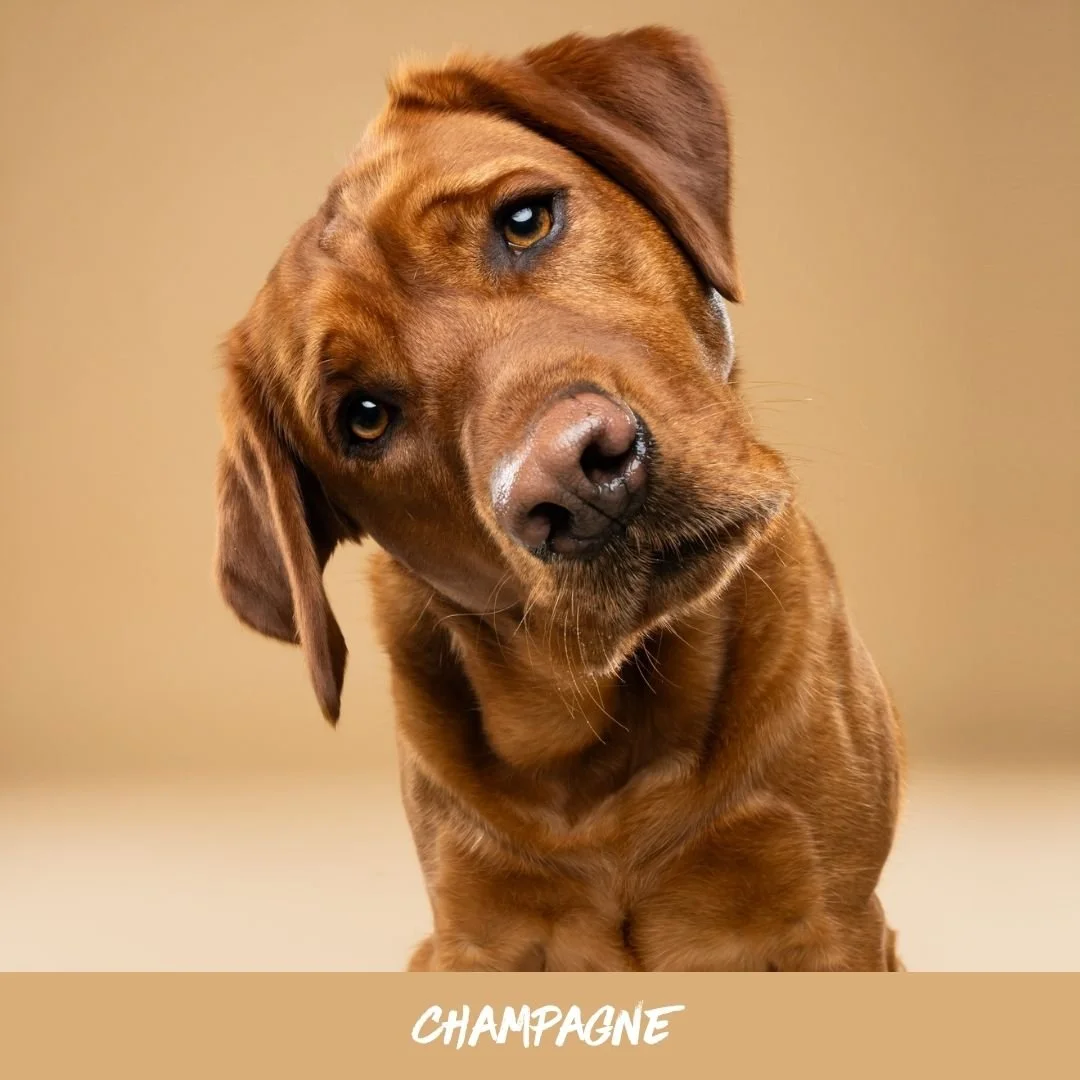 Champagne@studioohmydog.jpg