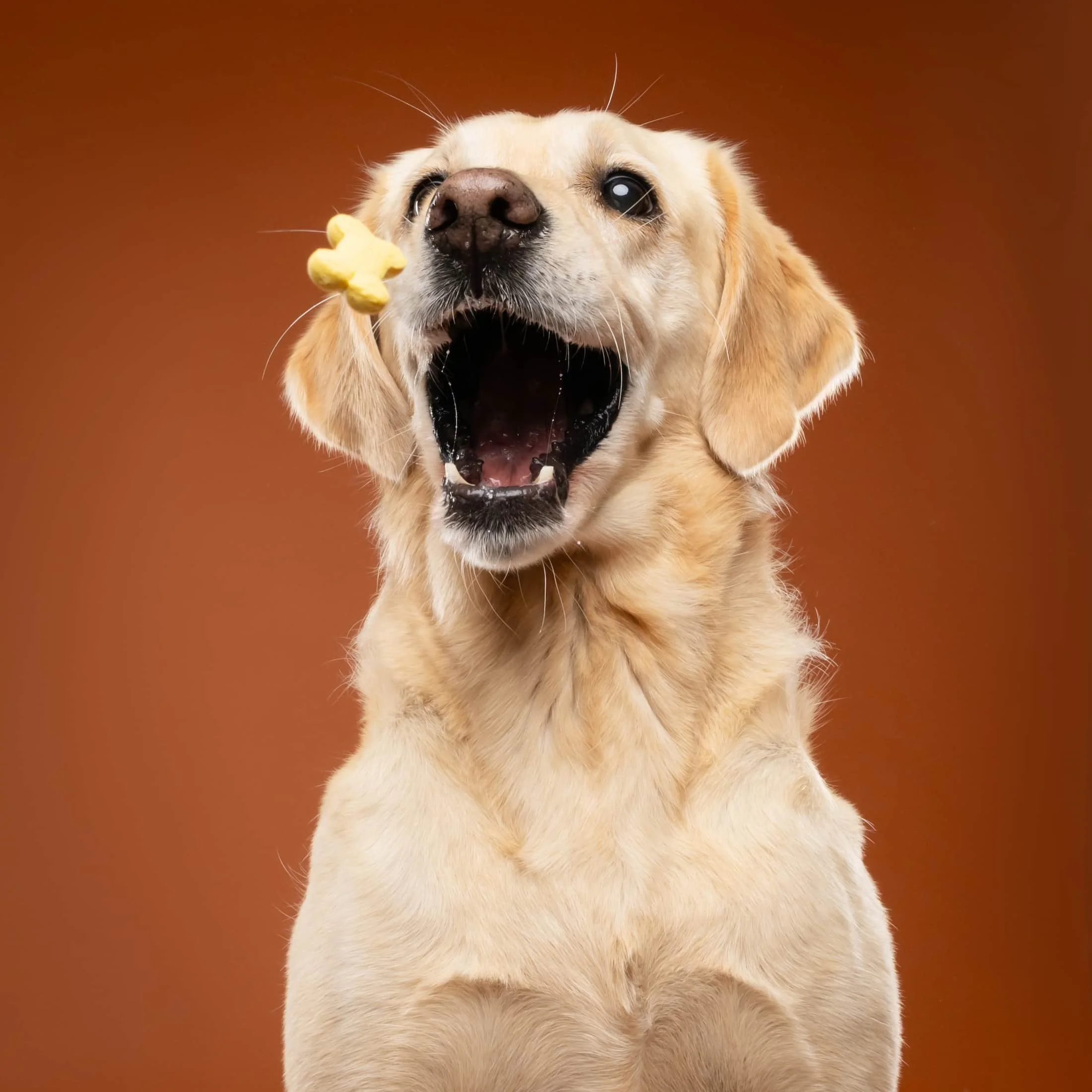 Goldador fotoshoot koekjes vangen