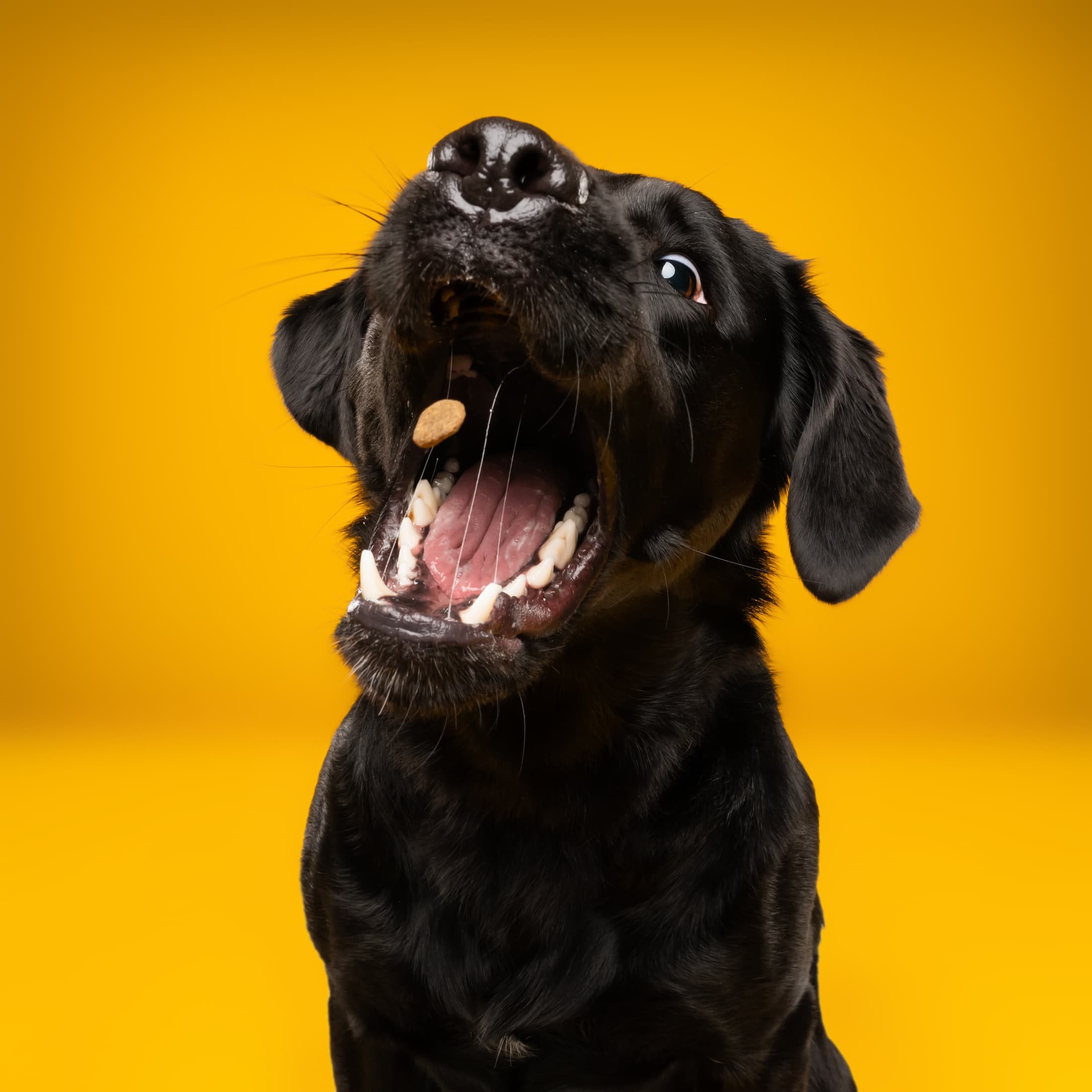 Sue@studioohmydog-2.jpg